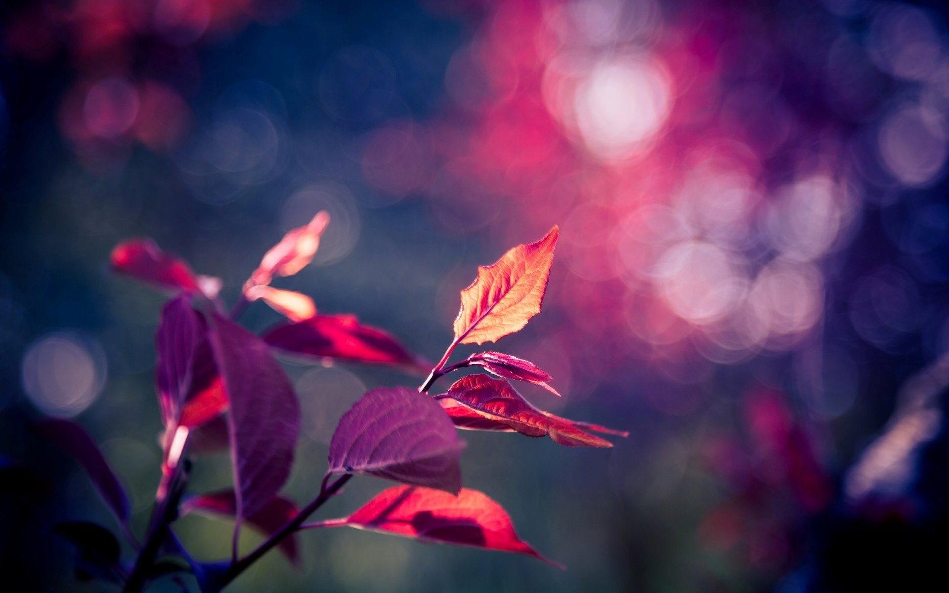 macro leaf leaflet leaves pink purple tree blur bokeh background wallpaper widescreen fullscreen widescreen