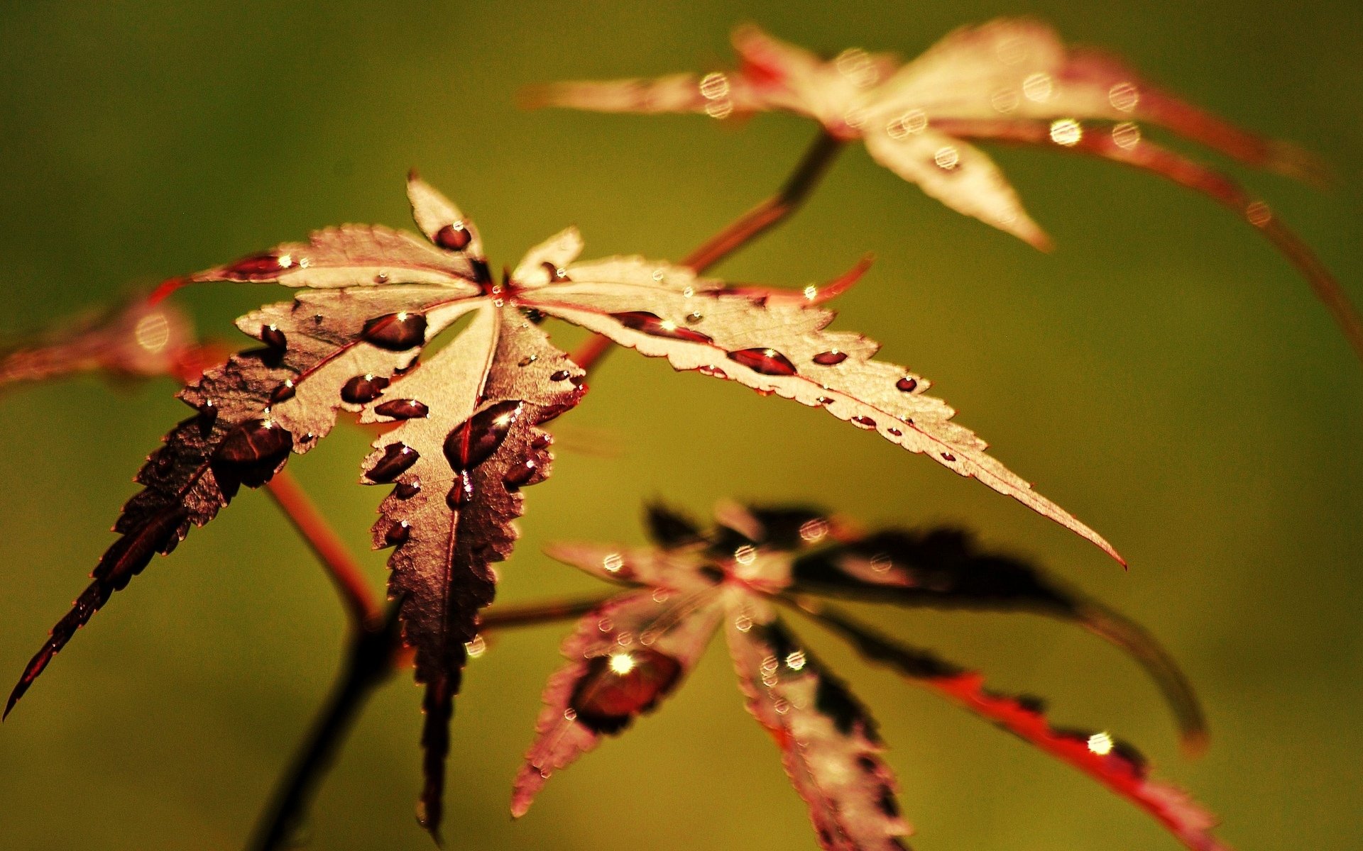 macro feuille feuille eau goutte rosée macro fond papier peint écran large plein écran écran large écran large