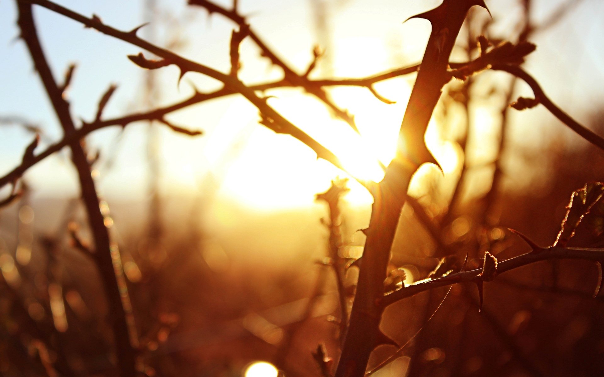 macro rami alberi albero sole tramonto sfondo carta da parati widescreen schermo intero widescreen widescreen