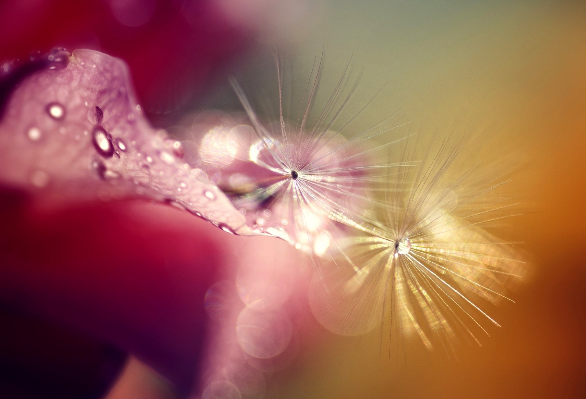 blütenblatt rosa rose tropfen tau makro löwenzahn bokeh