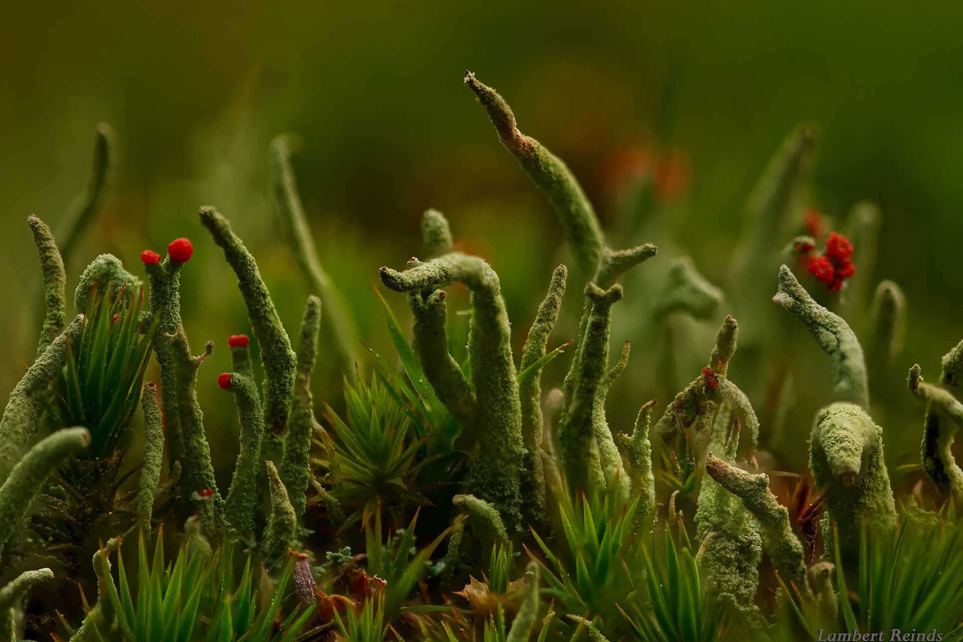 macro world cladonia lichen gra