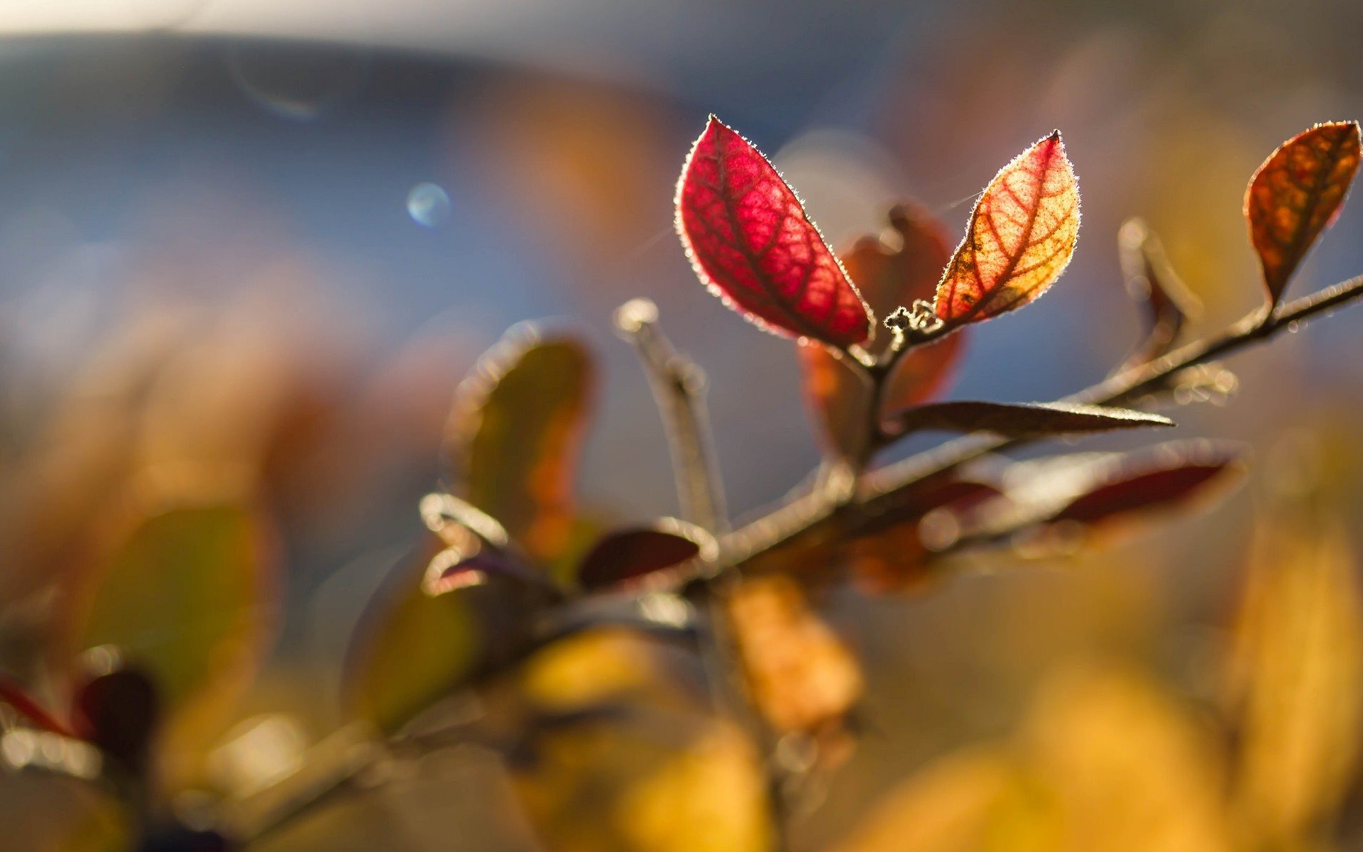 macro foglie foglioline foglie albero rami sole sfocatura macro sfondo carta da parati widescreen schermo intero widescreen