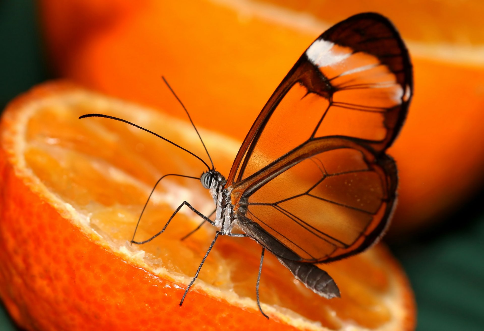 pomarańczowy pomarańczowy motyl skrzydła przezroczystość