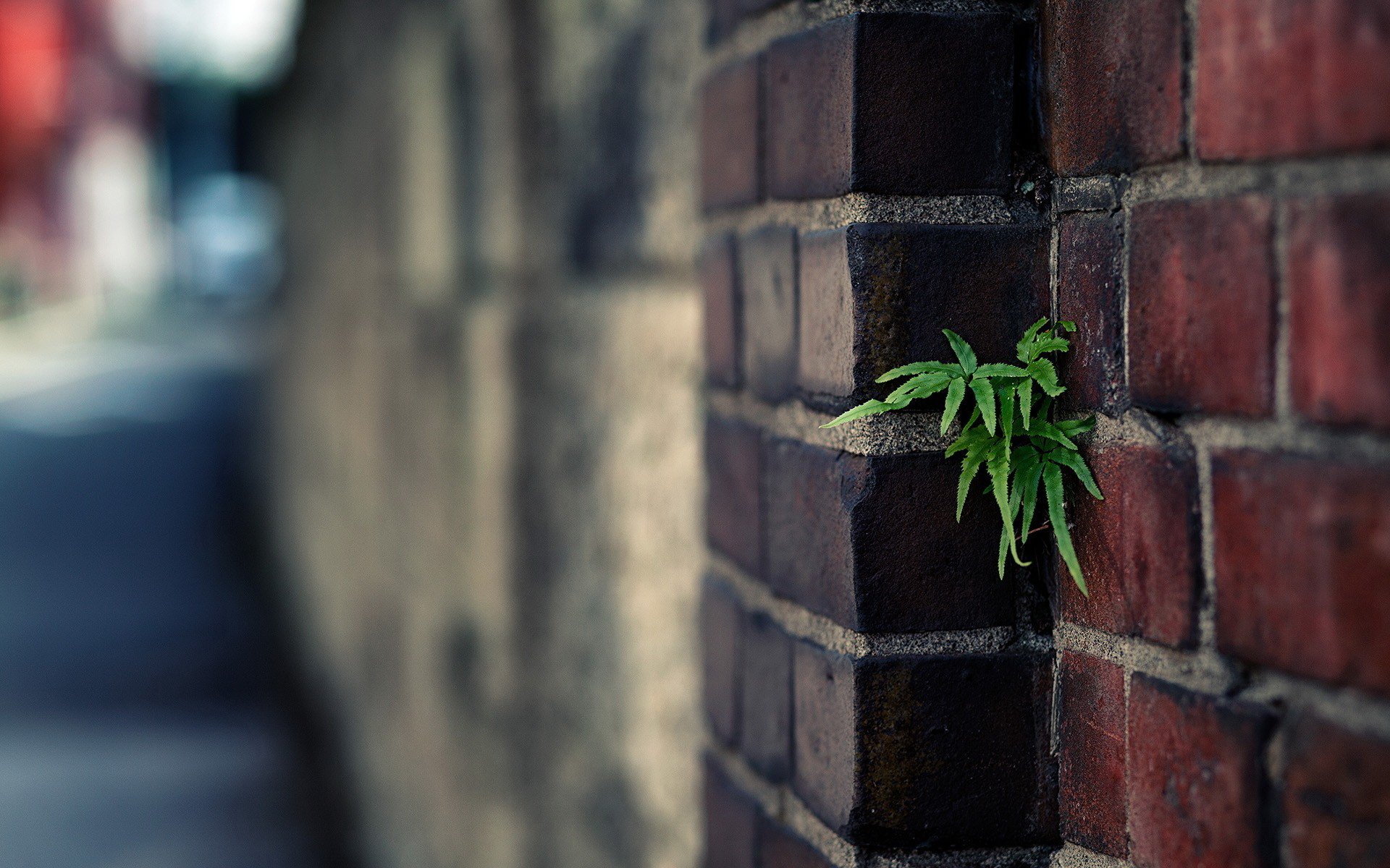 plante vert mur brique