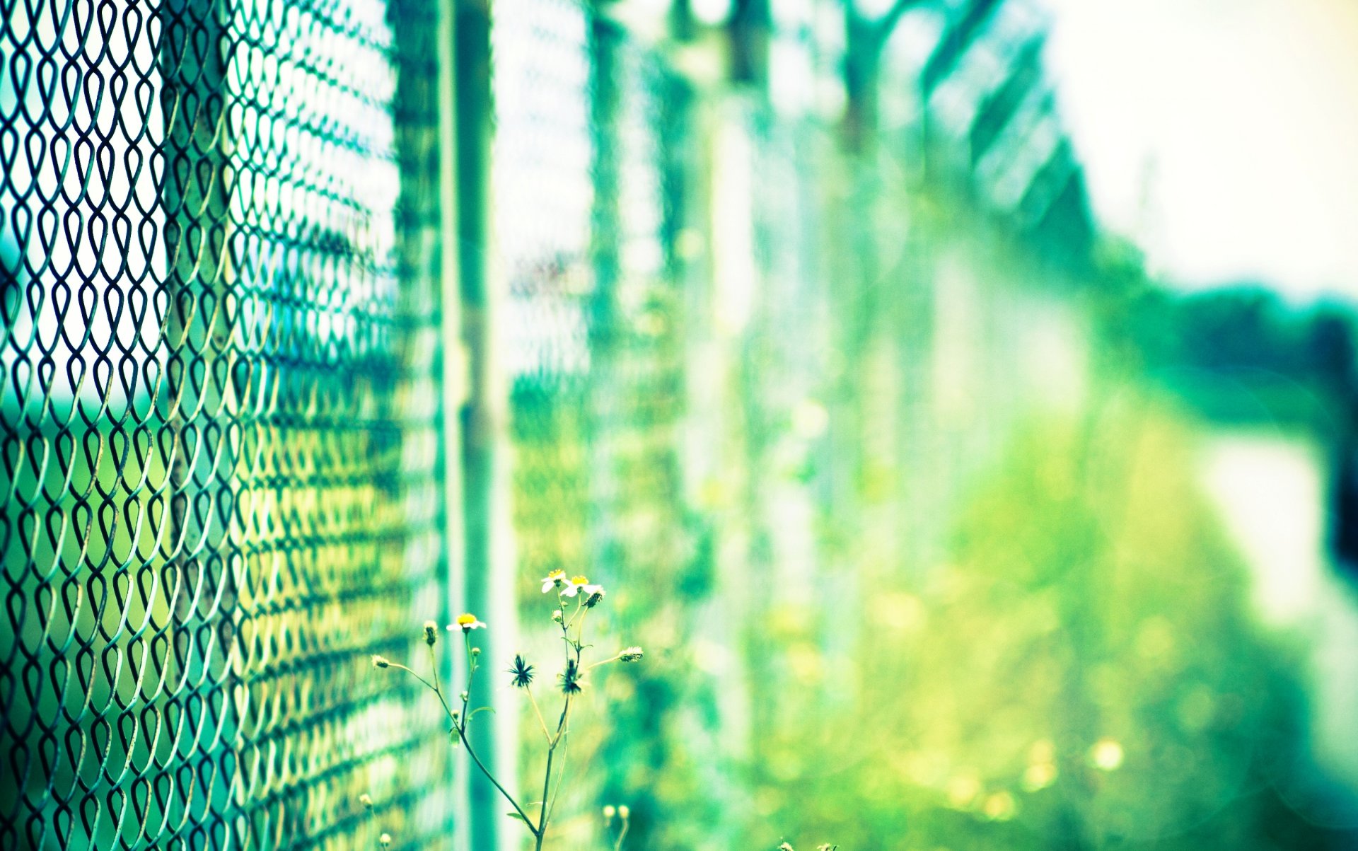 gros plan clôture grille vert plante fleur fleur jour soleil flou bokeh fond. macro fond d écran écran large plein écran écran large fond