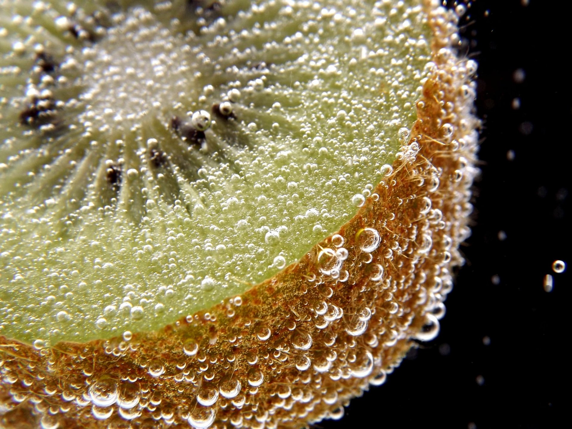 kiwi macro bajo el agua burbujas