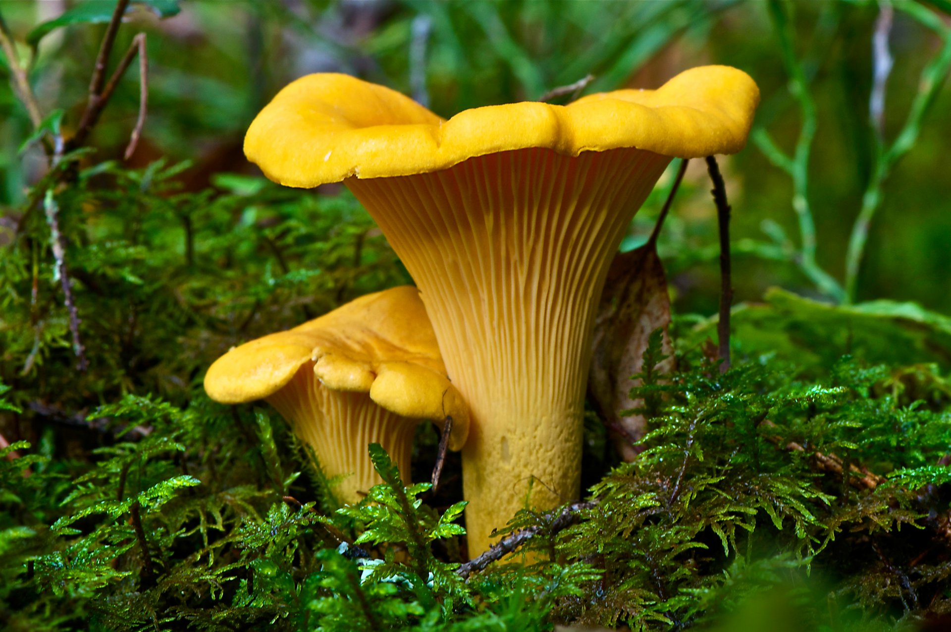 champignons chanterelles forêt herbe nature