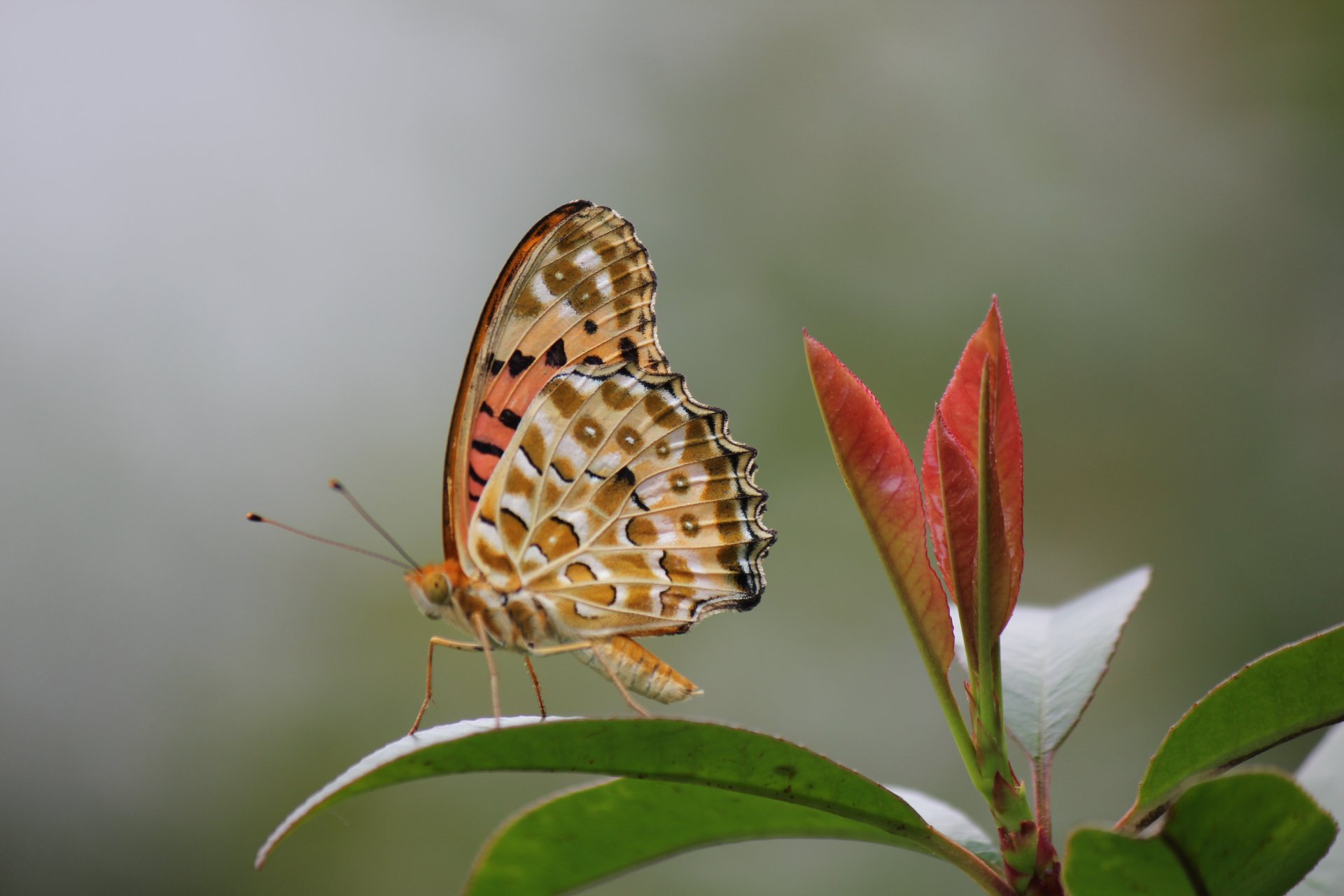 pianta foglie farfalla