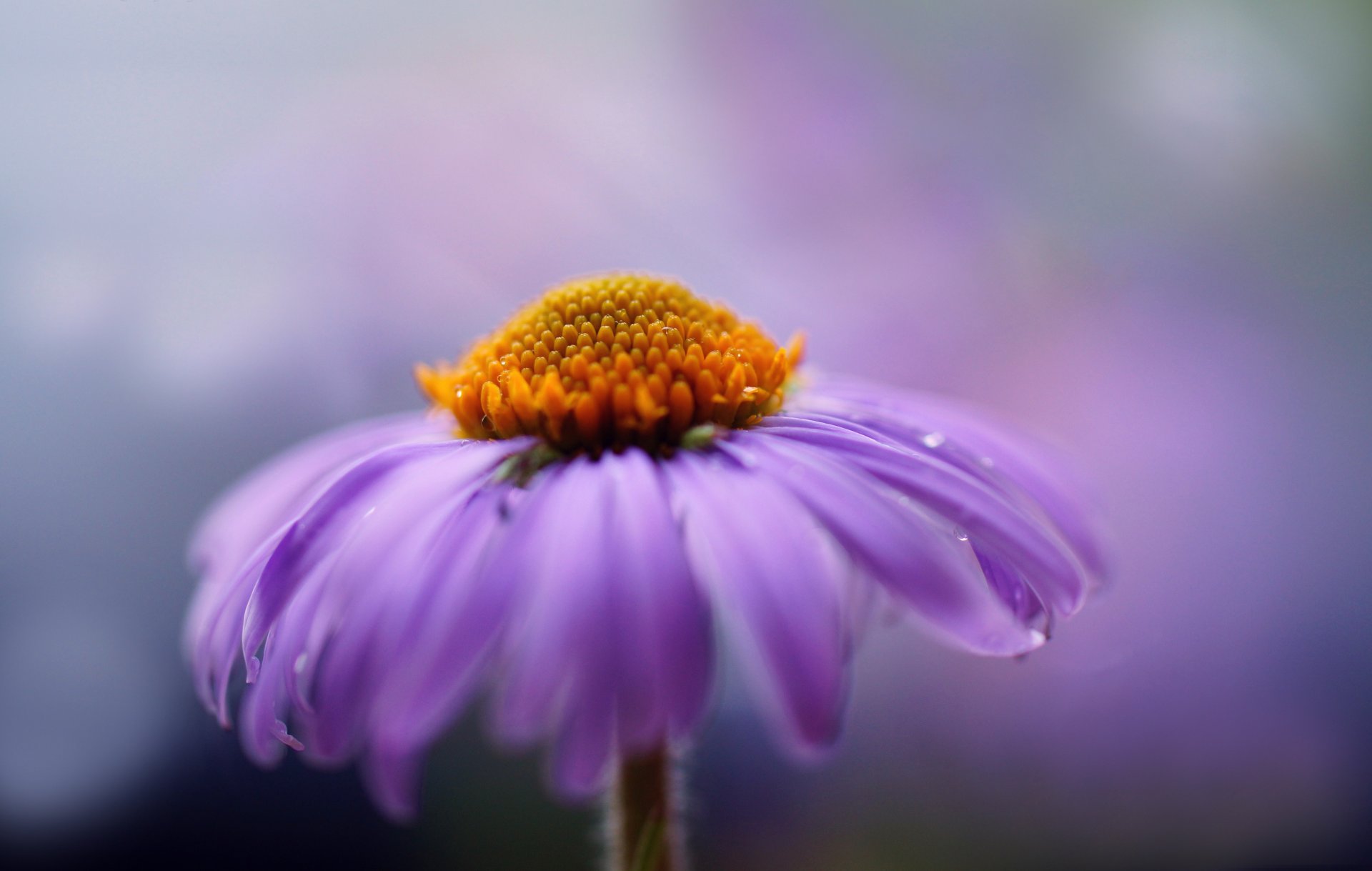 flor lila macro pétalos crisantemo