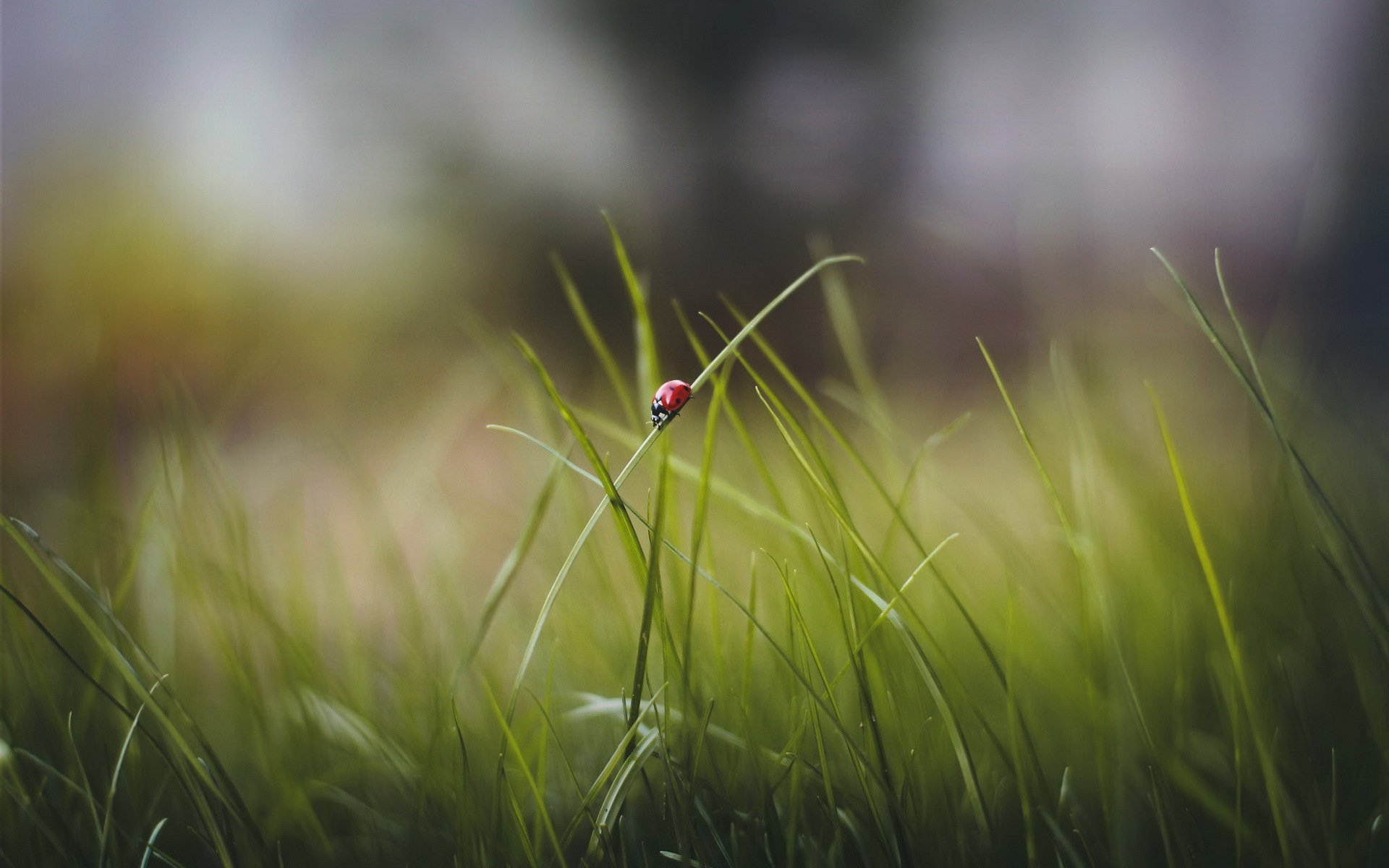 erba foglie coccinella