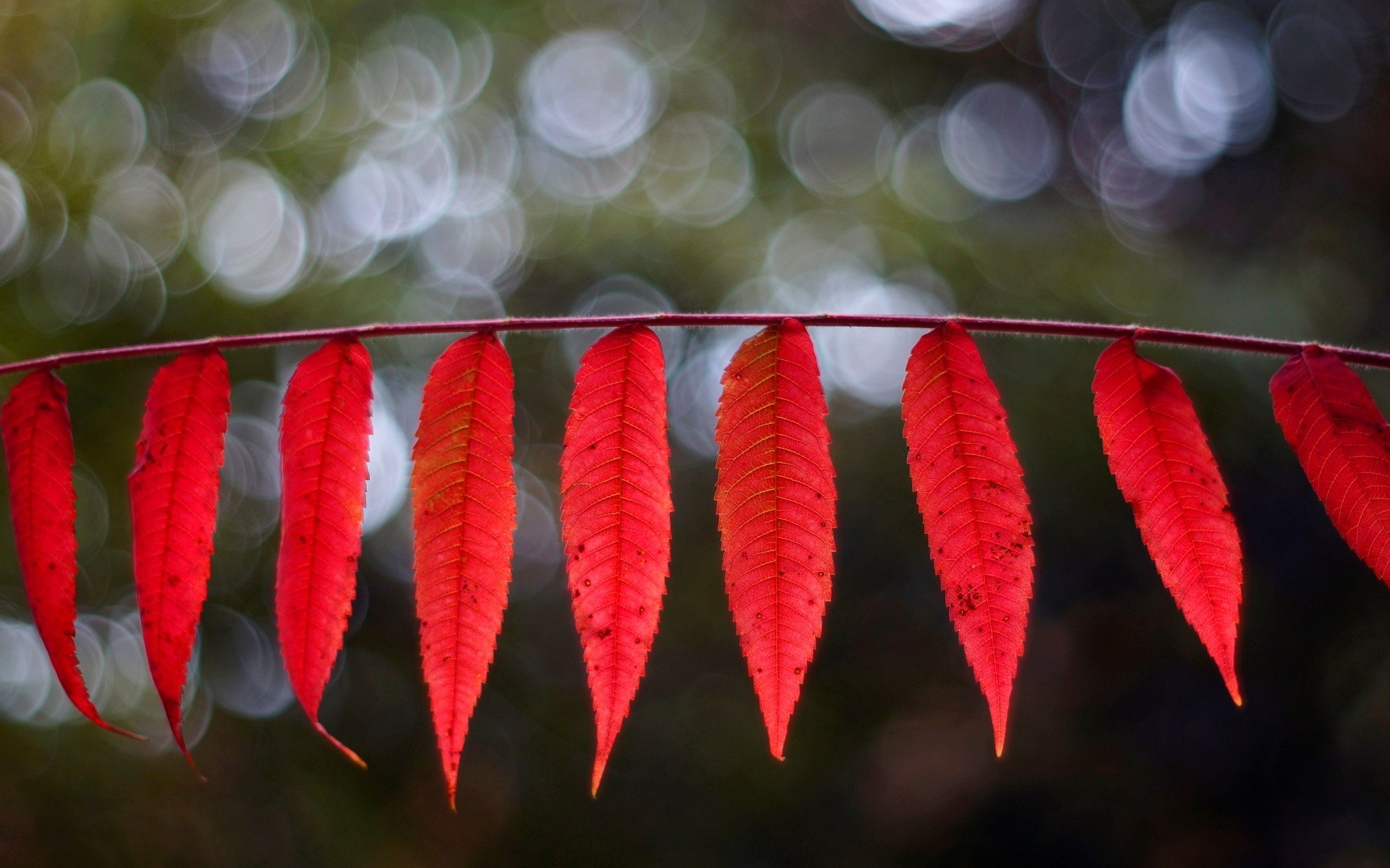 macro leaf leaflet leaves leaves red blur macro background wallpaper widescreen fullscreen widescreen widescreen