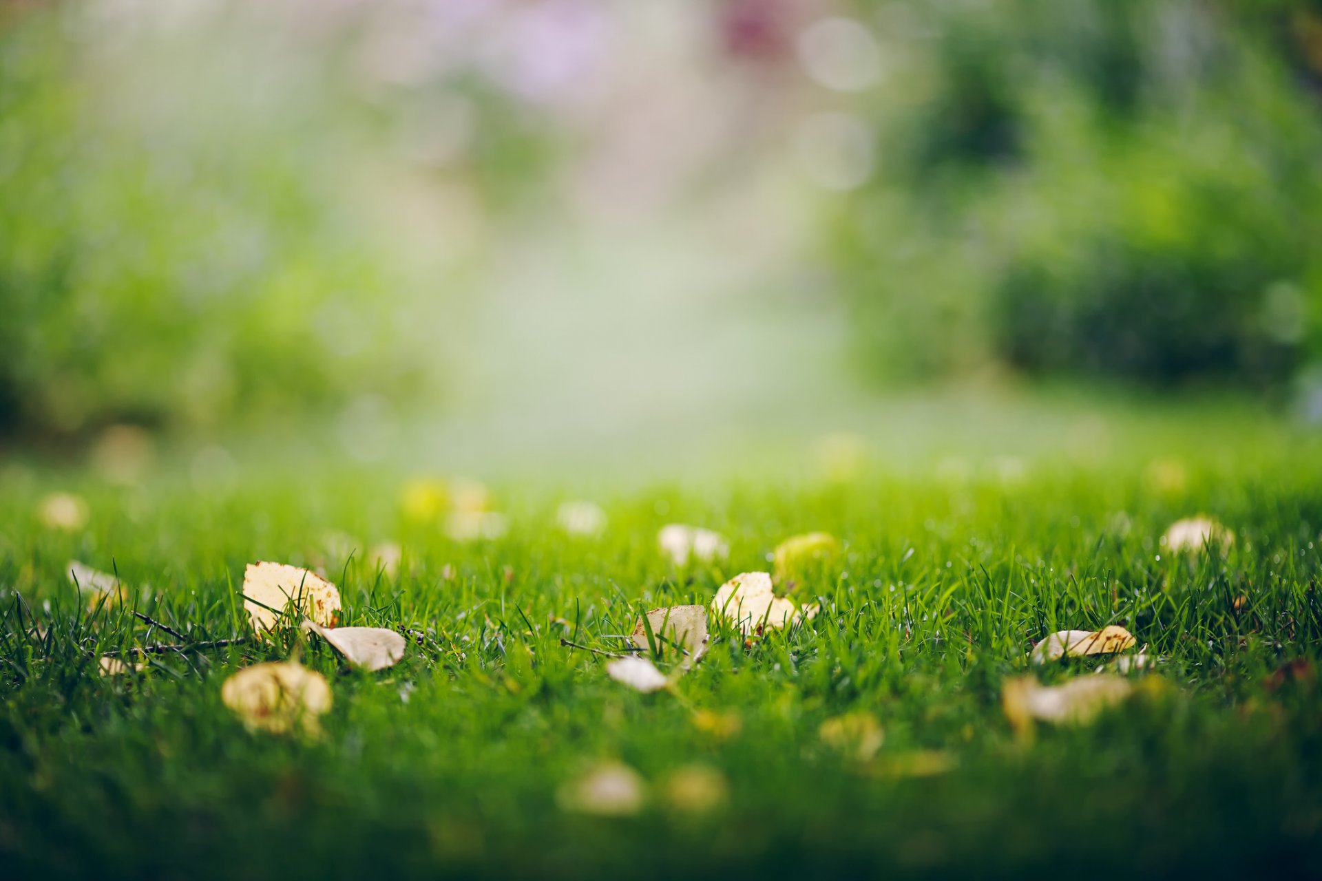 close up grass autumn foliage