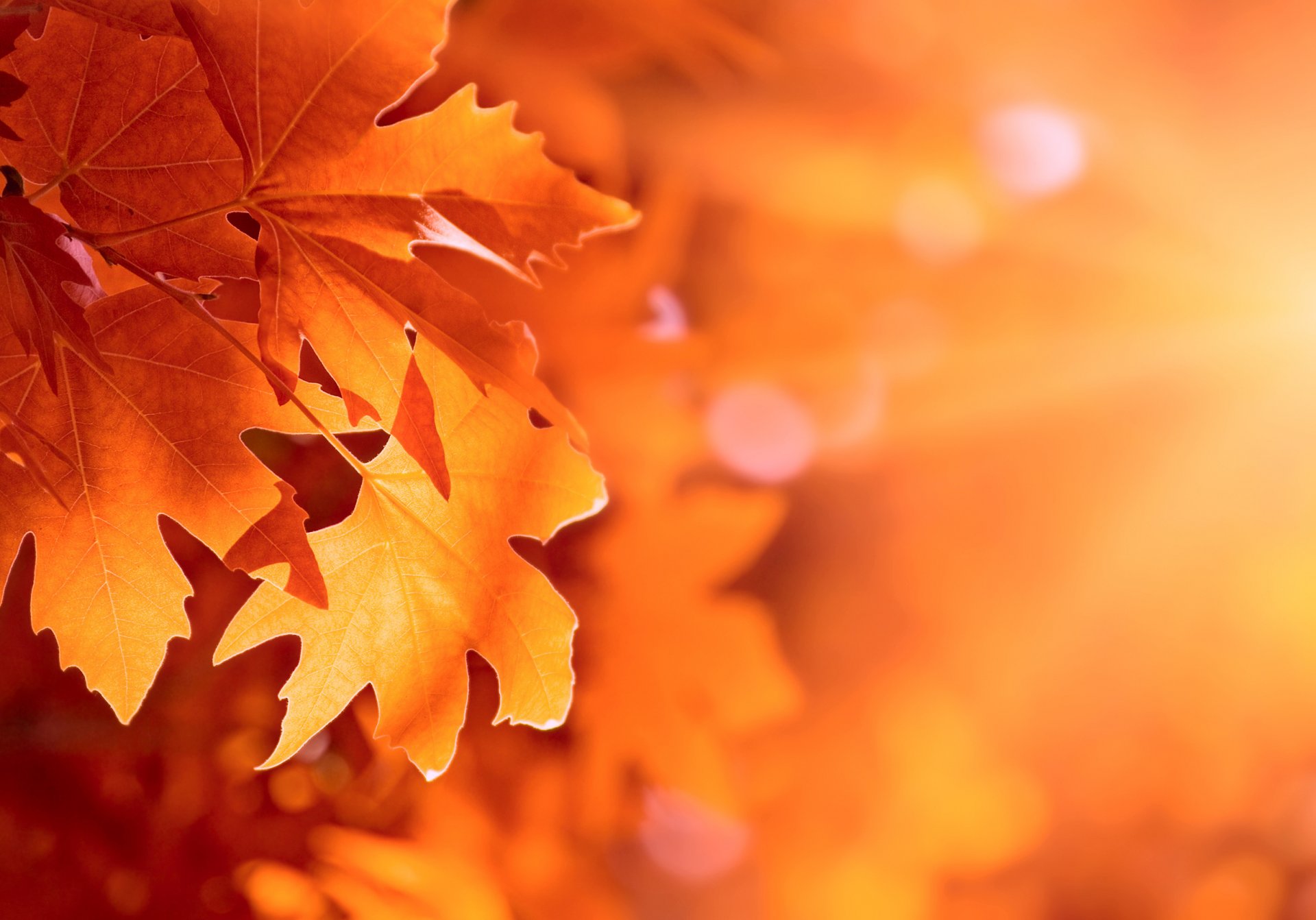 autumn leaves bokeh