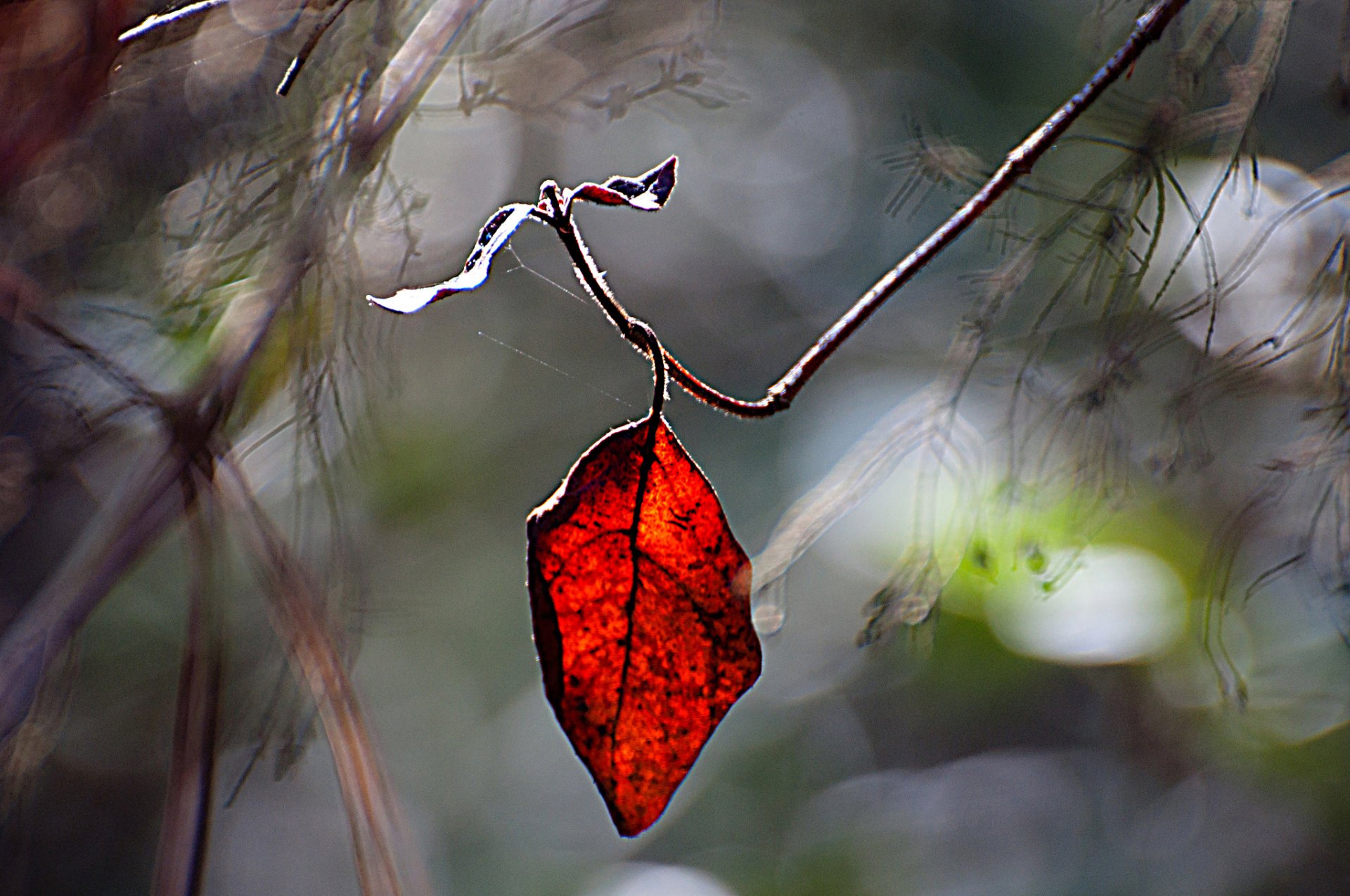 branch sheet red blur reflection