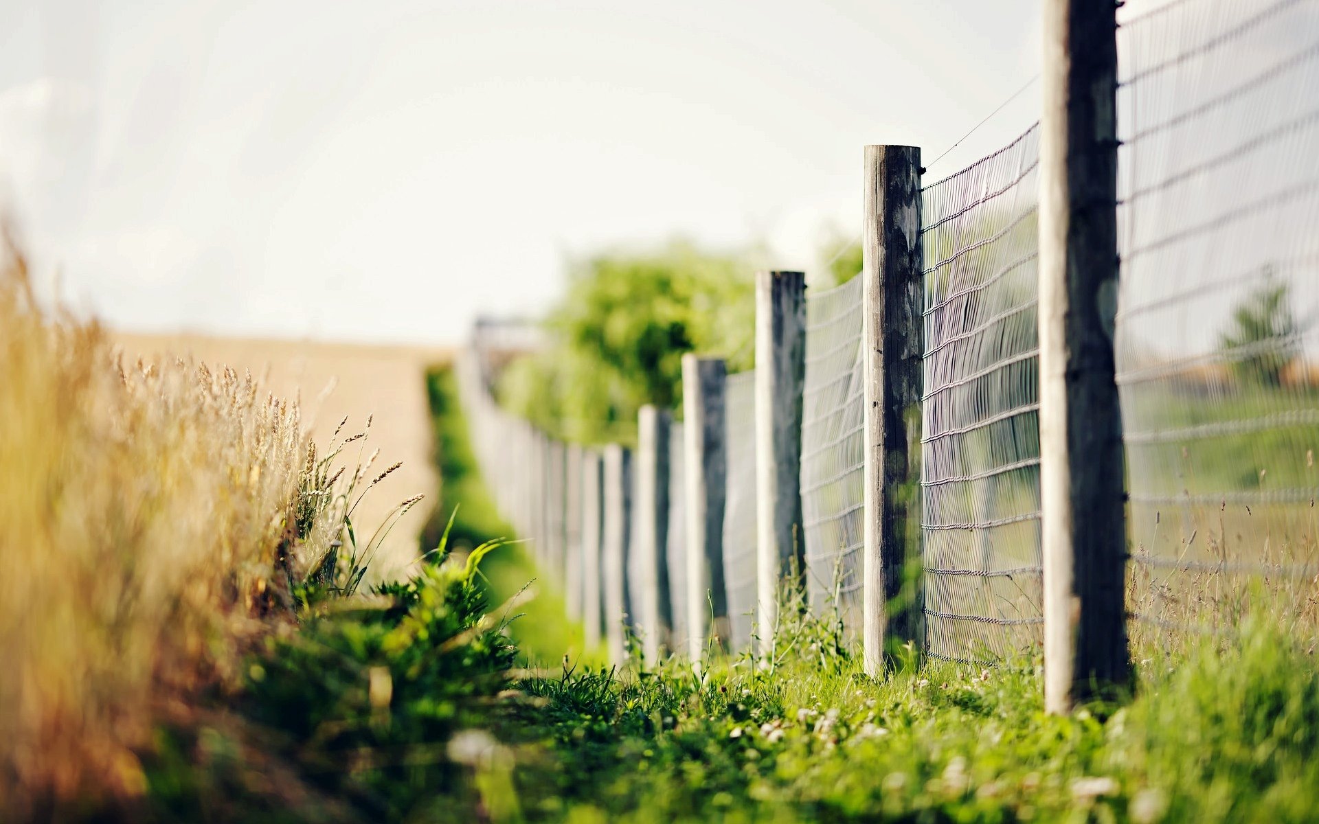 macro fence fence fencing grass greenery ears spikelets blur flowers bokeh macro background wallpaper widescreen fullscreen widescreen widescreen