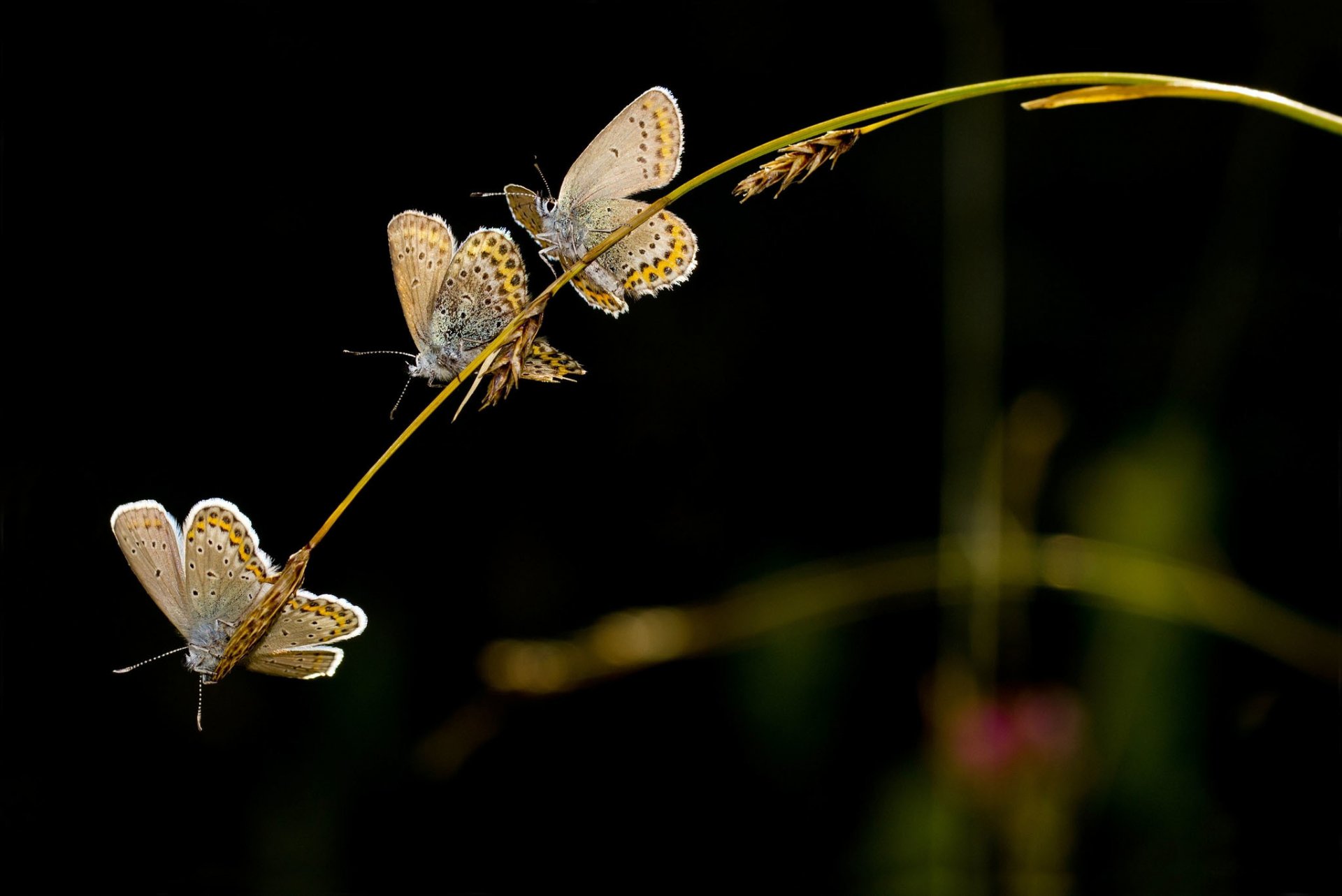 brizna de hierba espiguillas mariposas trío fondo oscuro