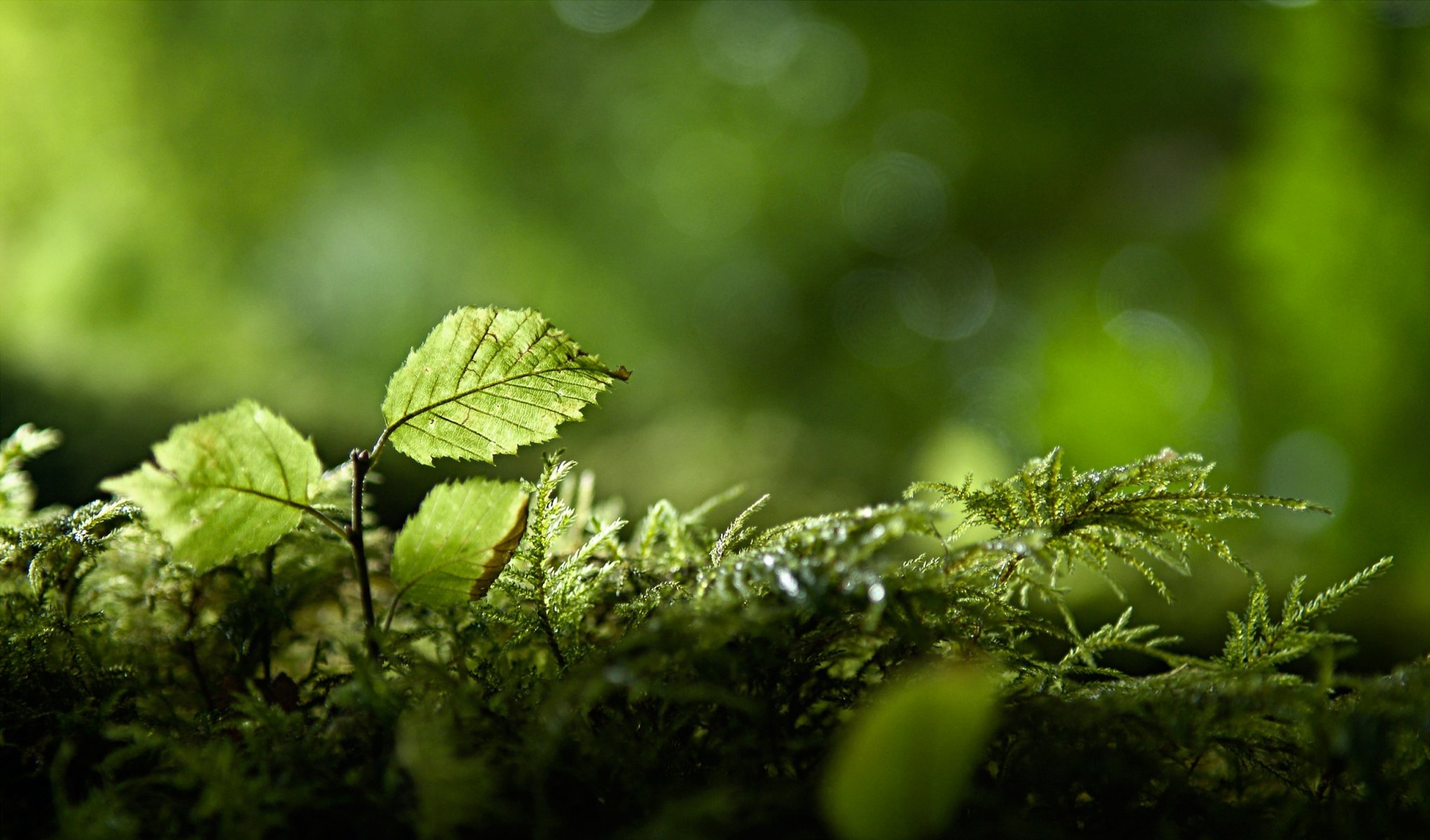 verde rami natura fogliame foresta