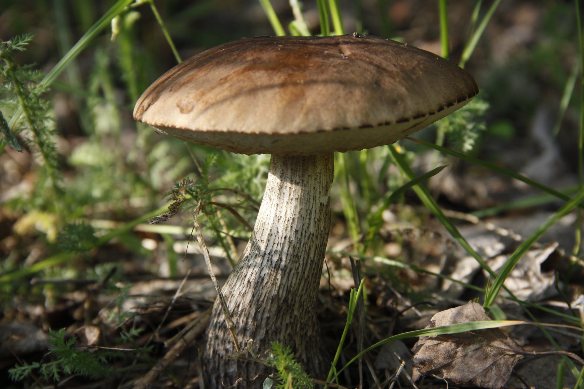 close up background wallpaper mushroom boletus summer plant