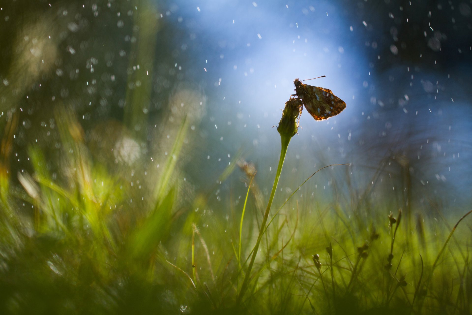 champ herbe pissenlit papillon gouttes pluie éblouissement