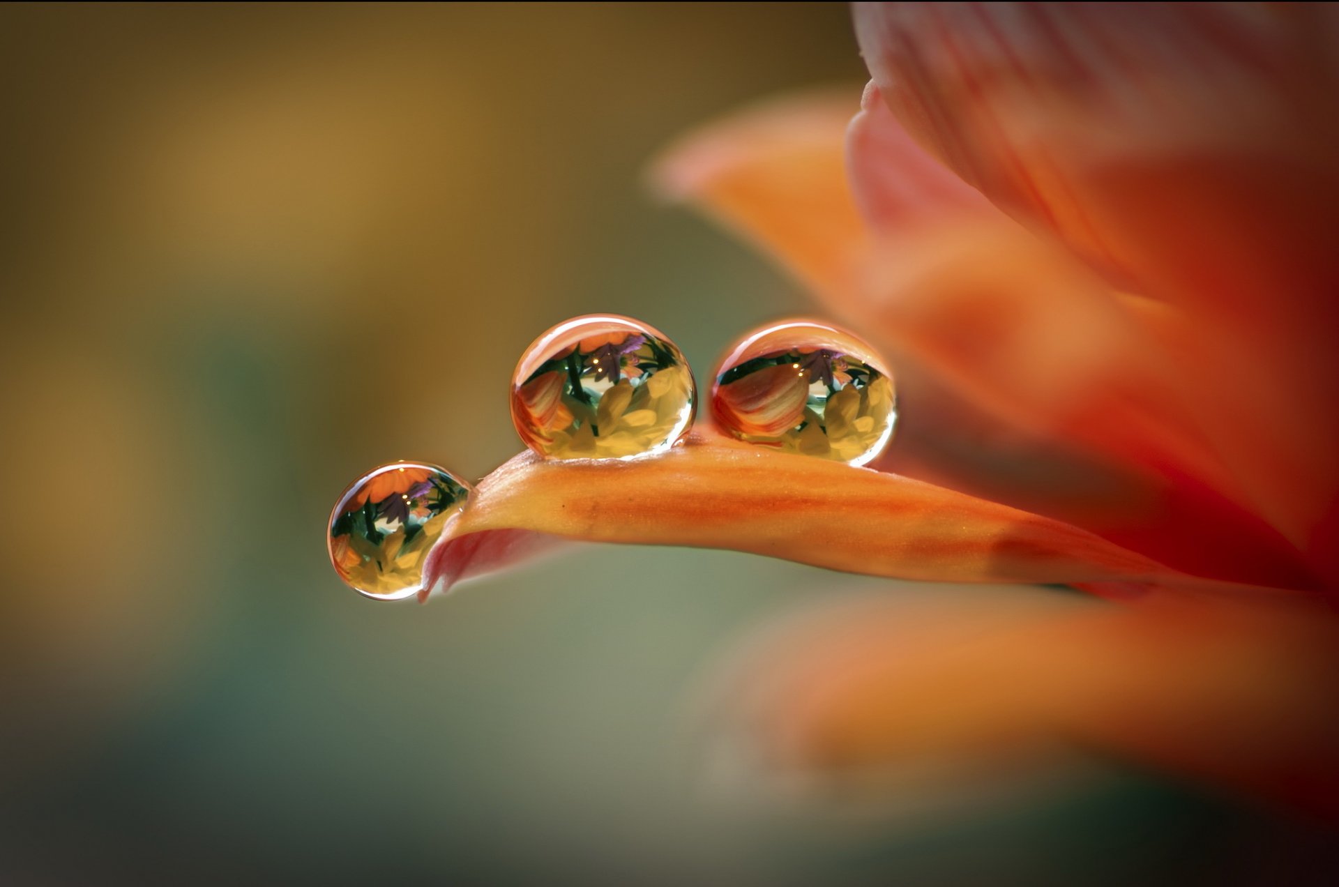 flor pétalos gotas fondo