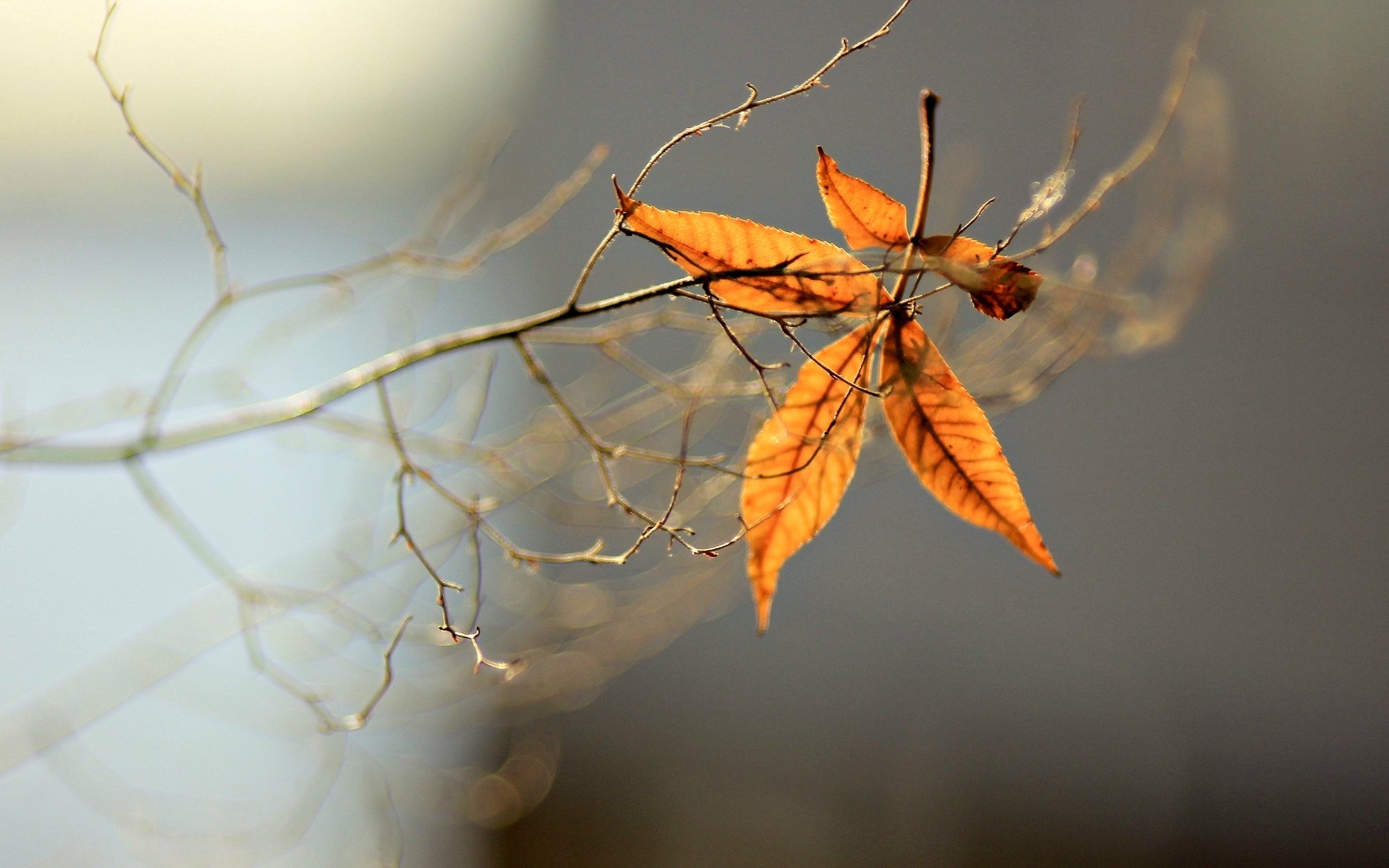 macro tree leaves leaves blur branch background wallpaper widescreen fullscreen widescreen widescreen