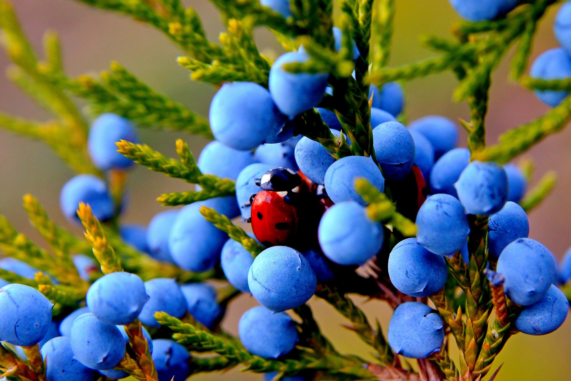 herbst natur makro wacholder früchte beeren pflanze insekt marienkäfer