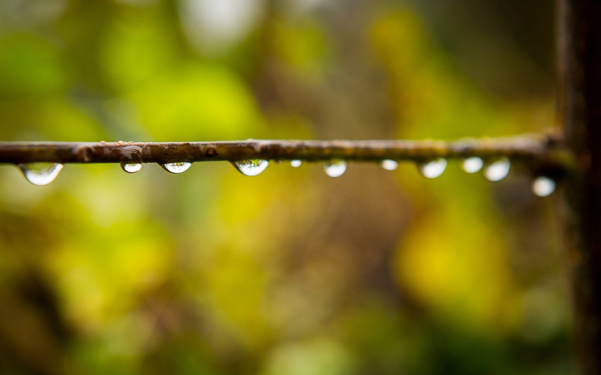 macro gotas agua rocío rama desenfoque bokeh macro fondo de pantalla pantalla ancha pantalla completa pantalla ancha fondo