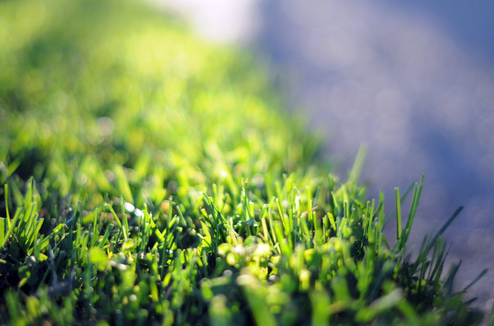 macro grass greenery meadow green background flowers flower flower pink petals wallpaper widescreen fullscreen widescreen widescreen