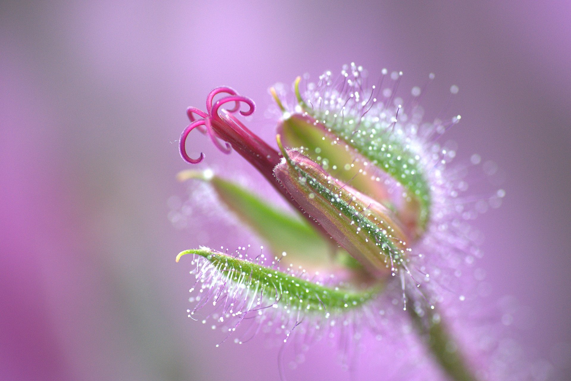 flor gotas rocío fondo