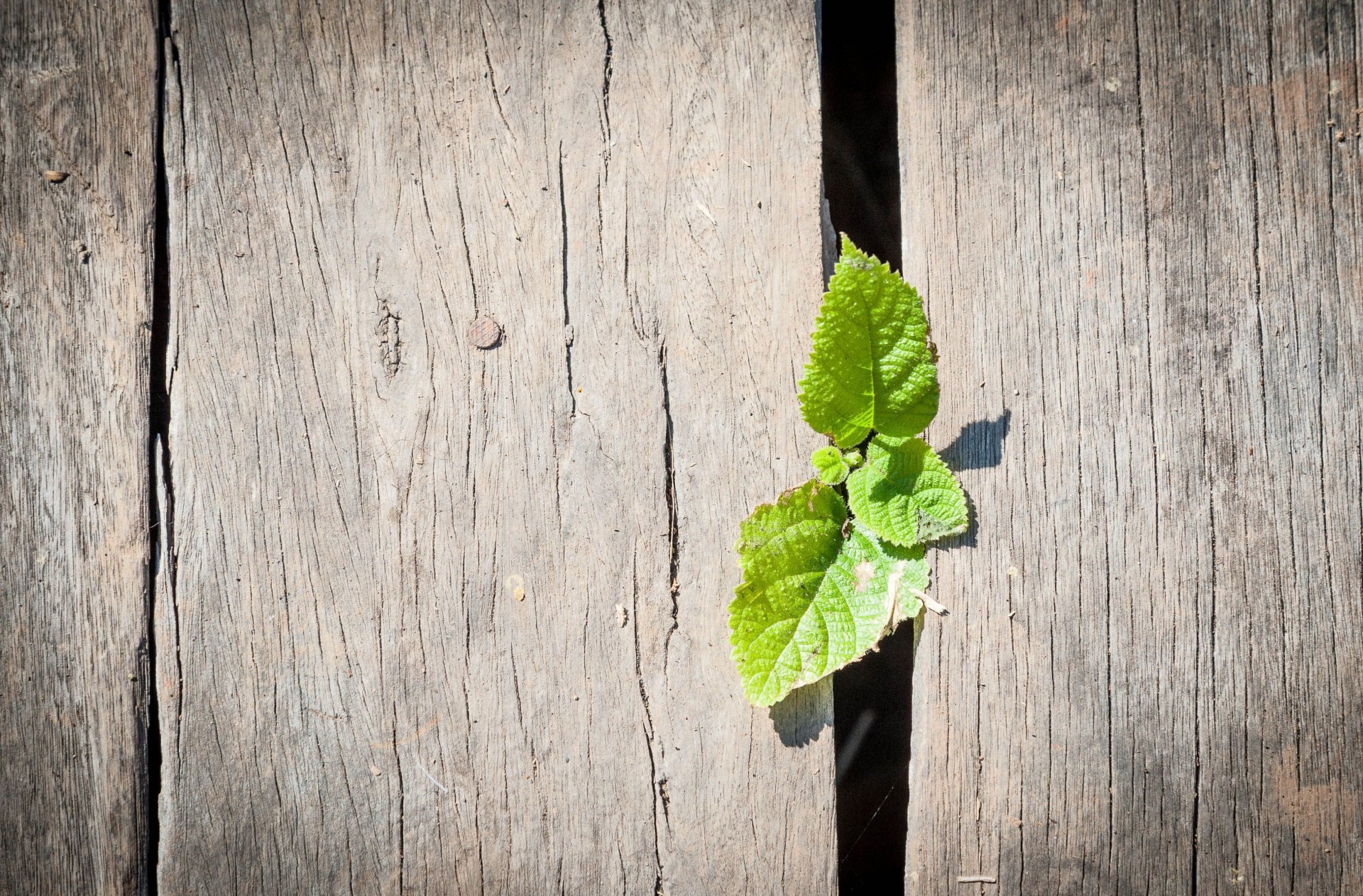 macro foglia foglie verde recinzione legno sfondo carta da parati widescreen schermo intero widescreen