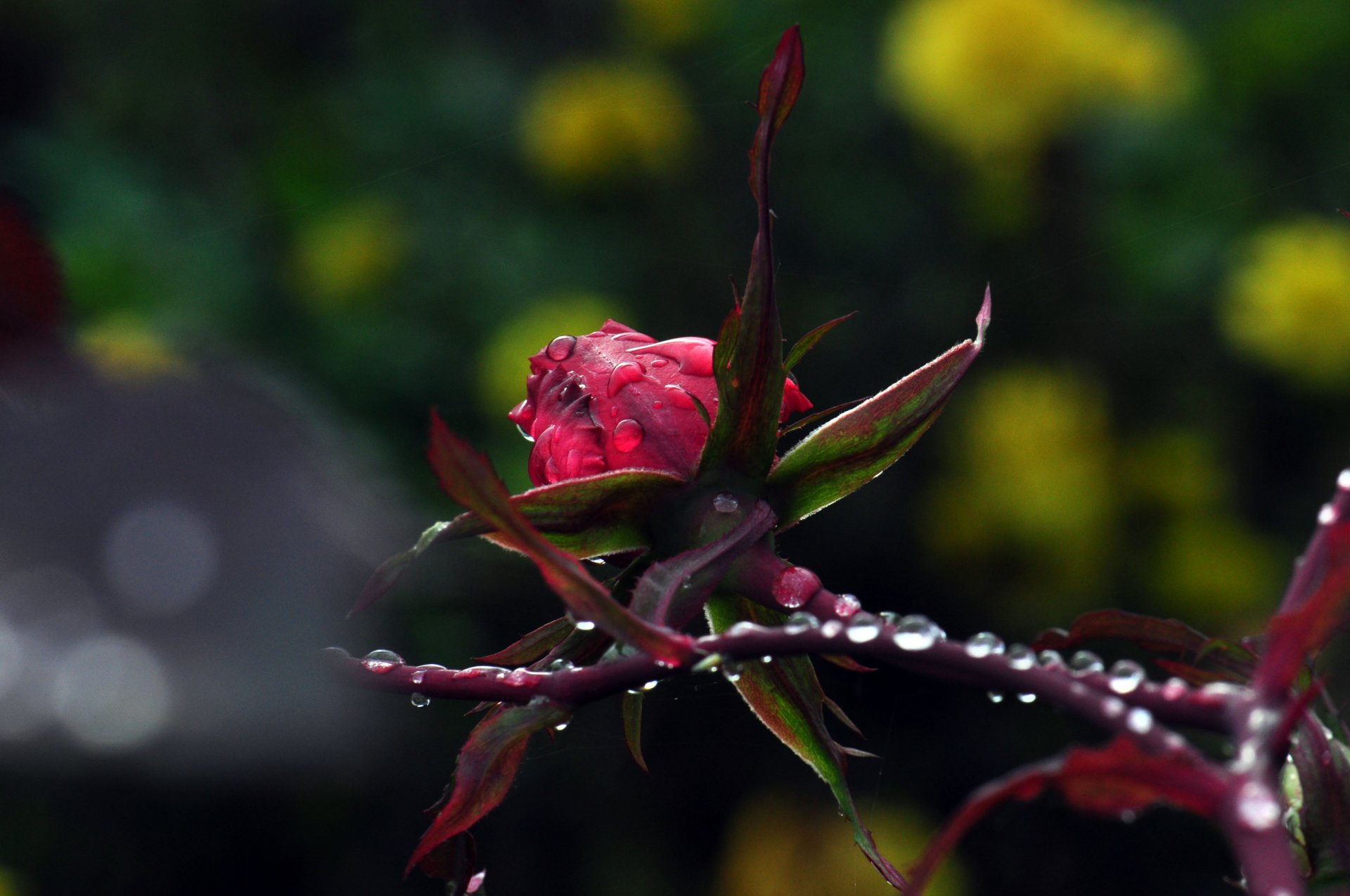 macro naturaleza gotas rosa plantas flores