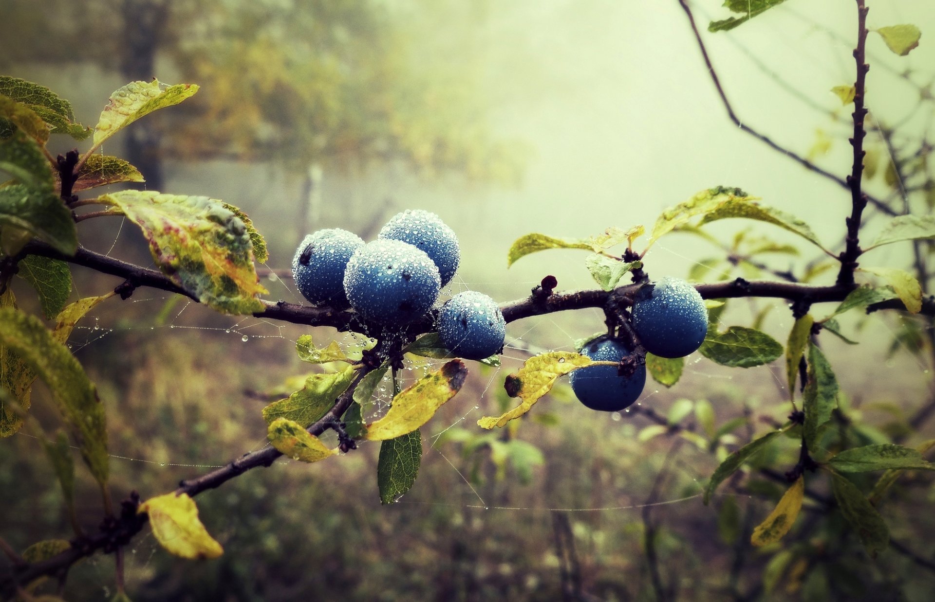 blueberries blueberries berries drops spider web branch leaves forest nature fog