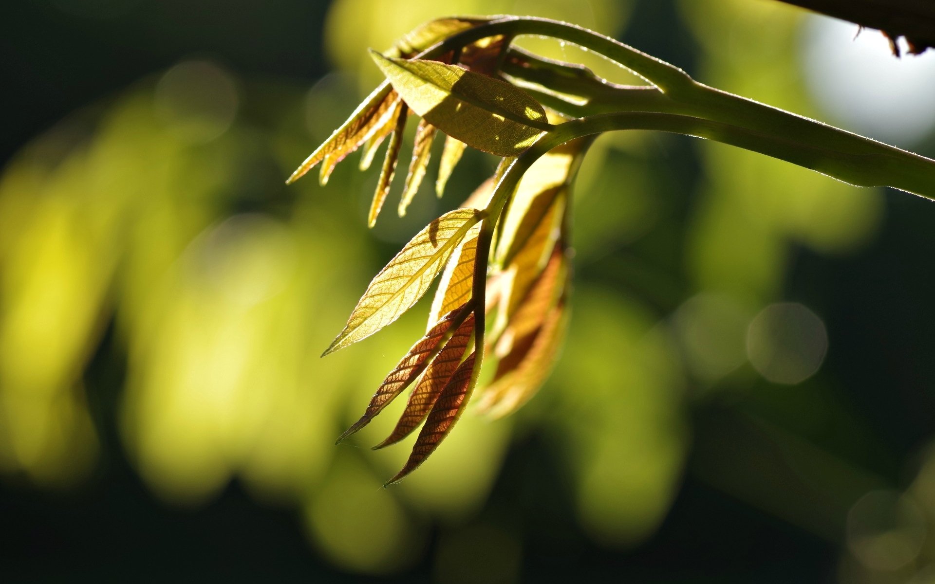 makro blätter blätter blätter blätter zweig baum bäume bokeh unschärfe makro verlassen schön hintergrund tapete widescreen vollbild widescreen widescreen