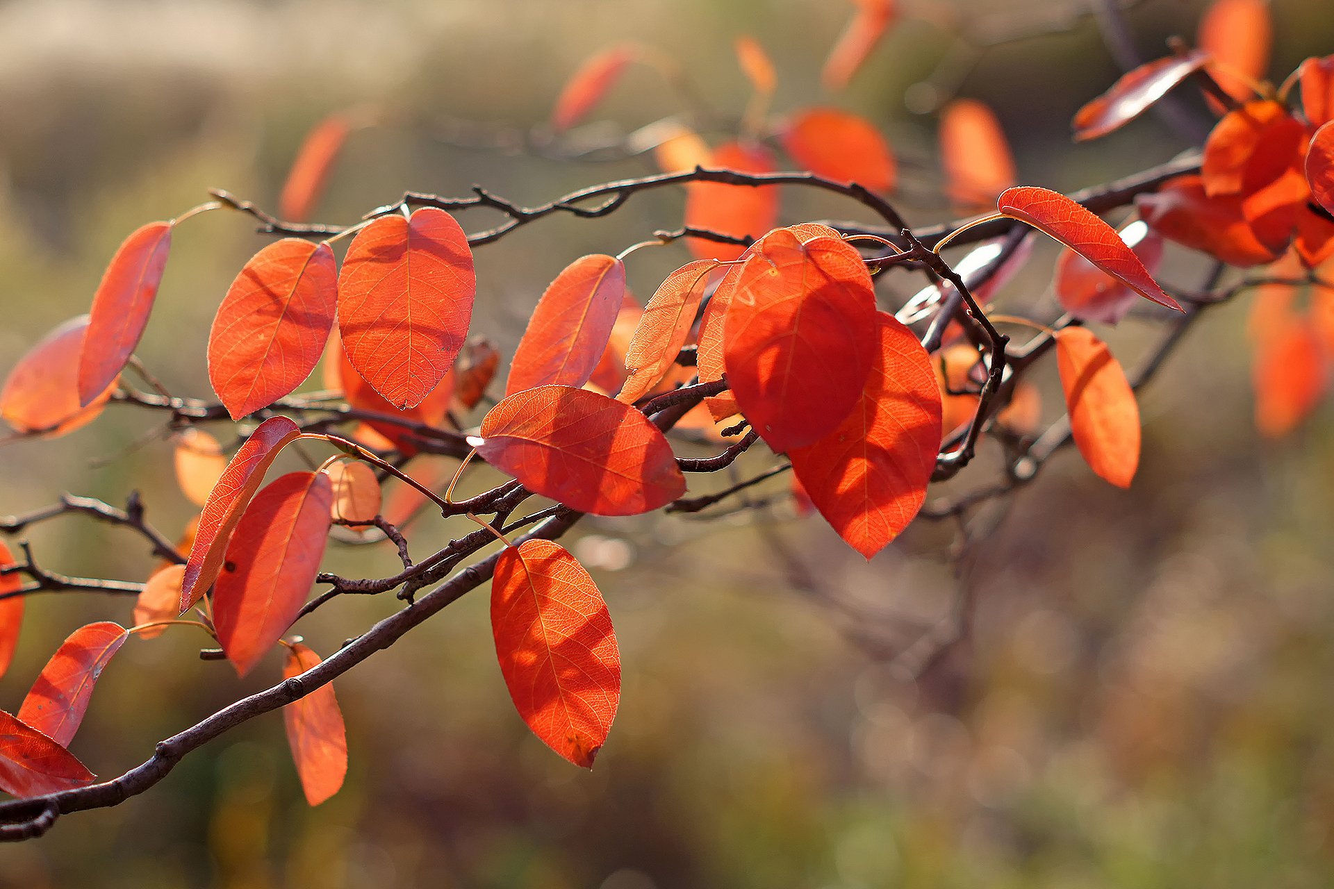 macro autunno ramo fogliame arancione luce