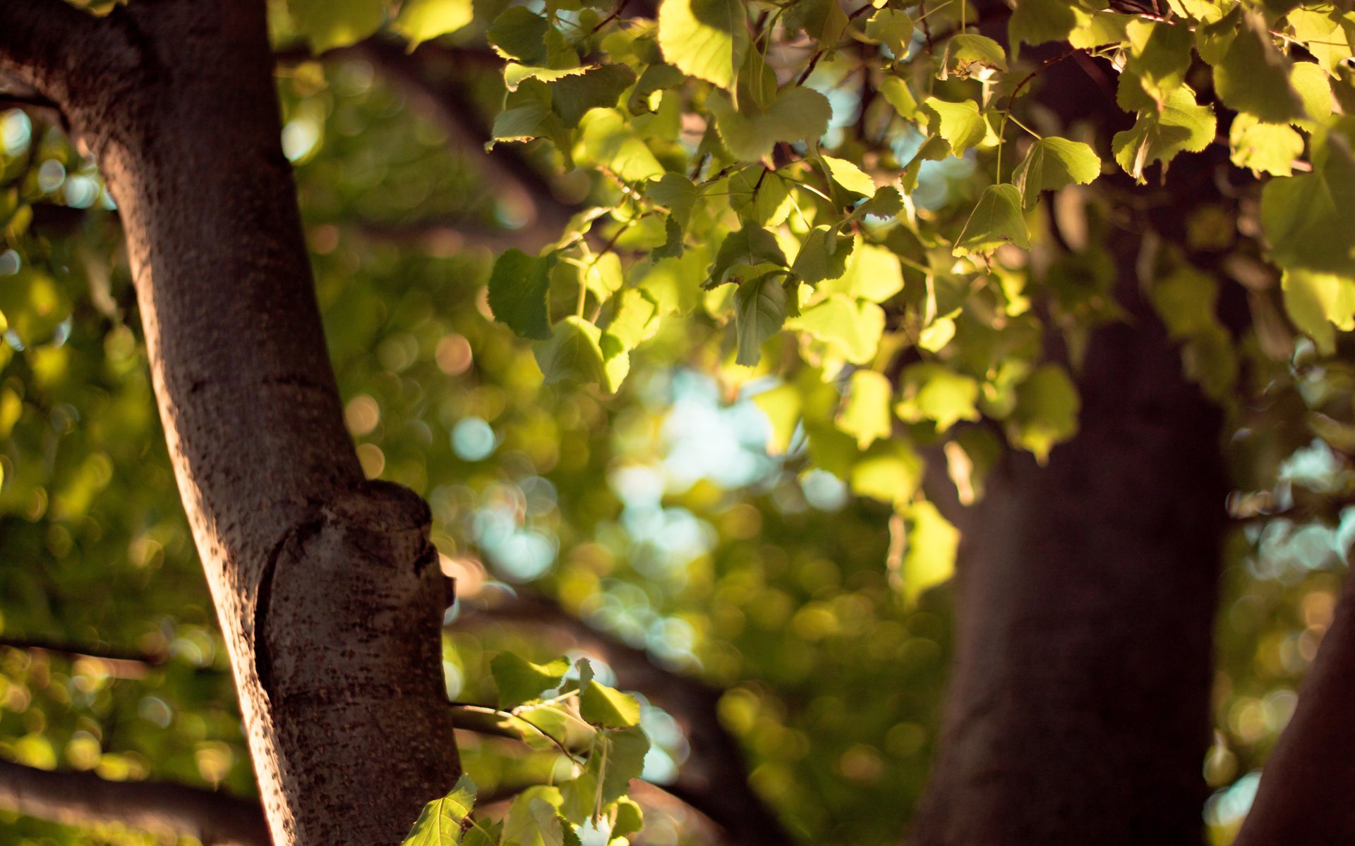 macro bokeh otoño hojas hoja árbol amarillo verde lente enfoque macro bokeh tronco hoja hojas follaje enfoque desenfoque fondo de pantalla hd marrón fondo de pantalla de otoño fondos de pantalla de gran formato hermosas fotos caliente