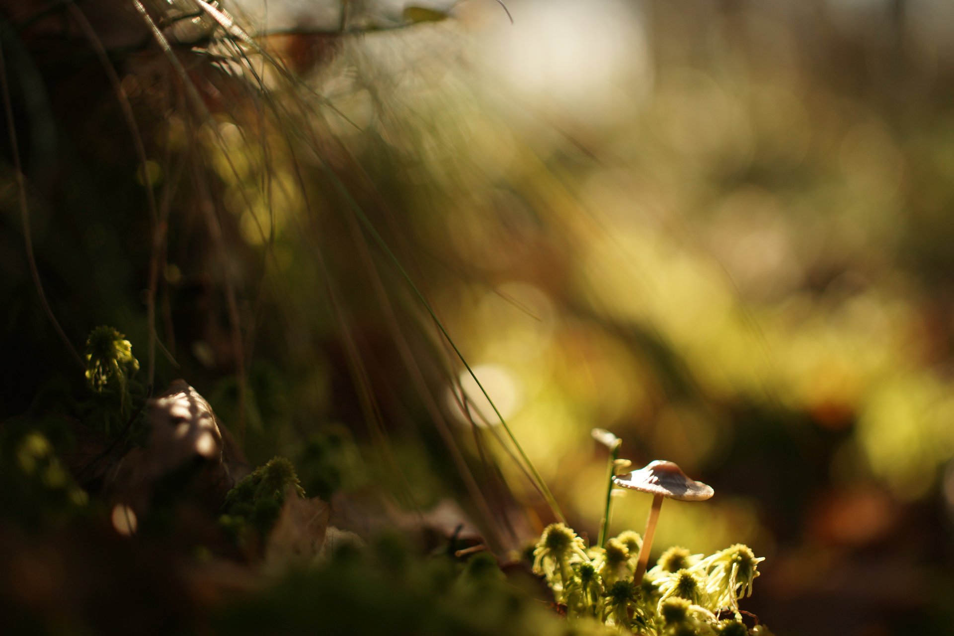 mushroom moss grass light shadow background reflections blur