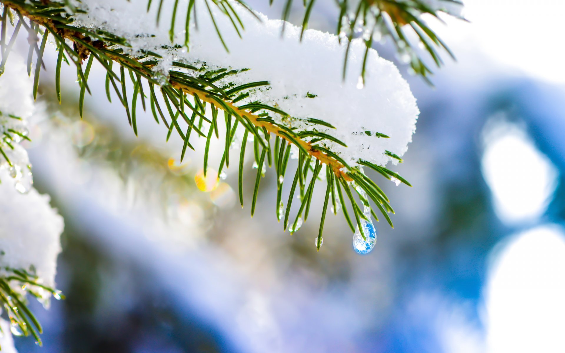 nature close up spruce christmas tree snow drop winter hq wallpaper