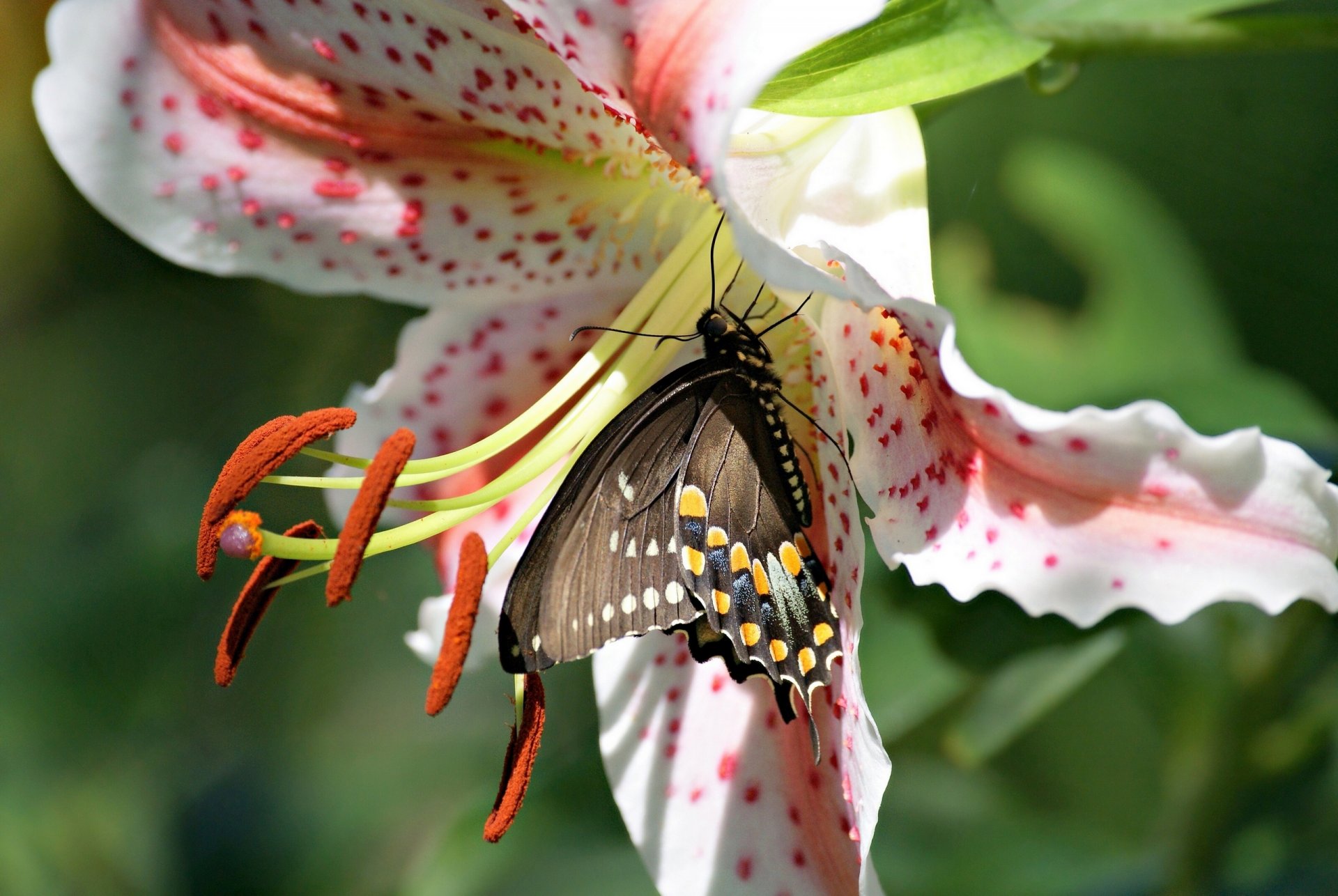 motyl żaglówka polyxena kwiat lilia makro pręciki