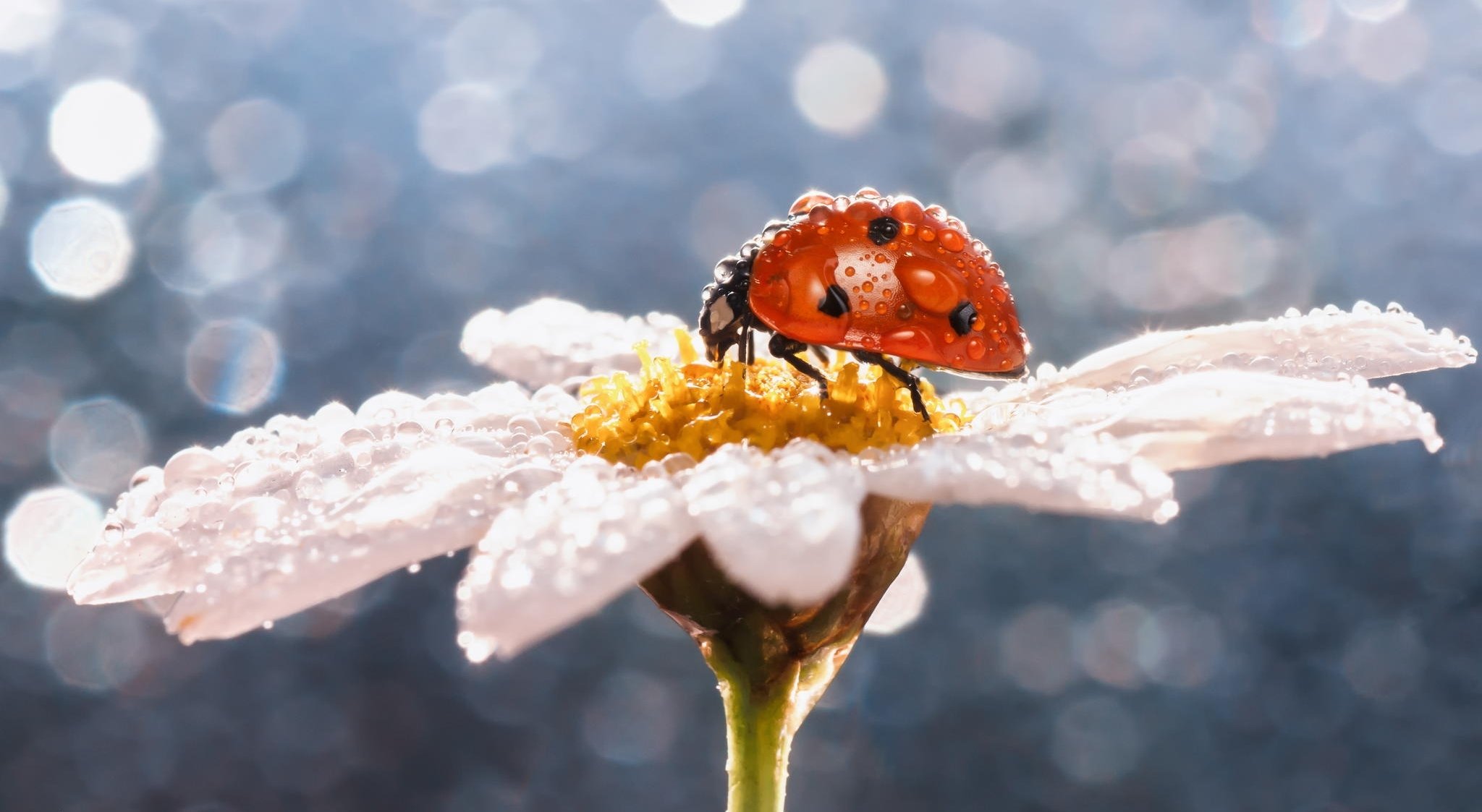 macro insetto coccinella rugiada gocce margherita fiore