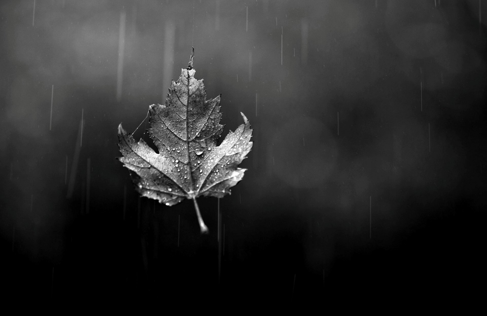 feuille feuille gouttes bokeh verre pluie automne noir et blanc