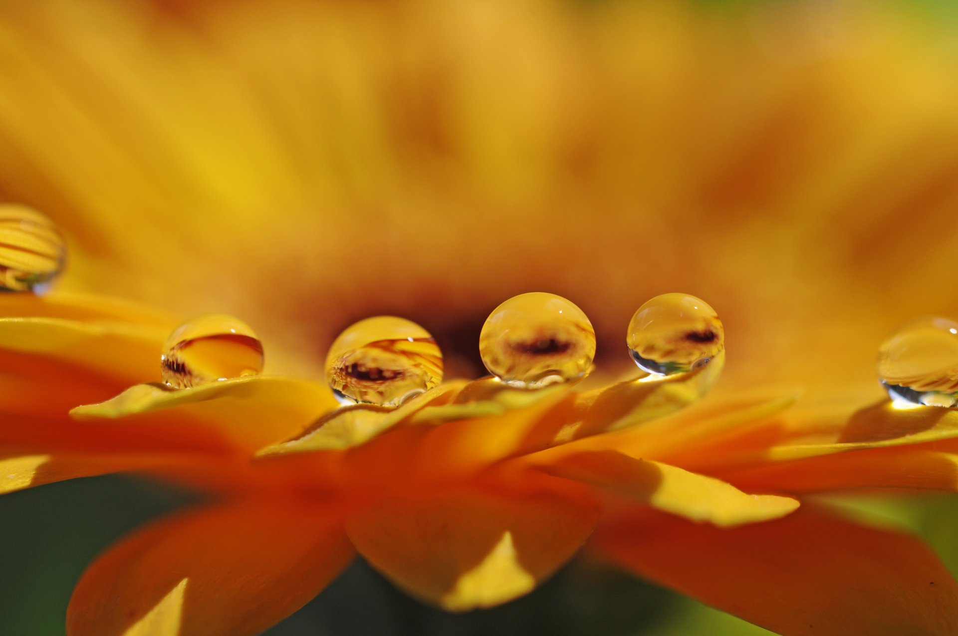 fiore petali gocce acqua macro