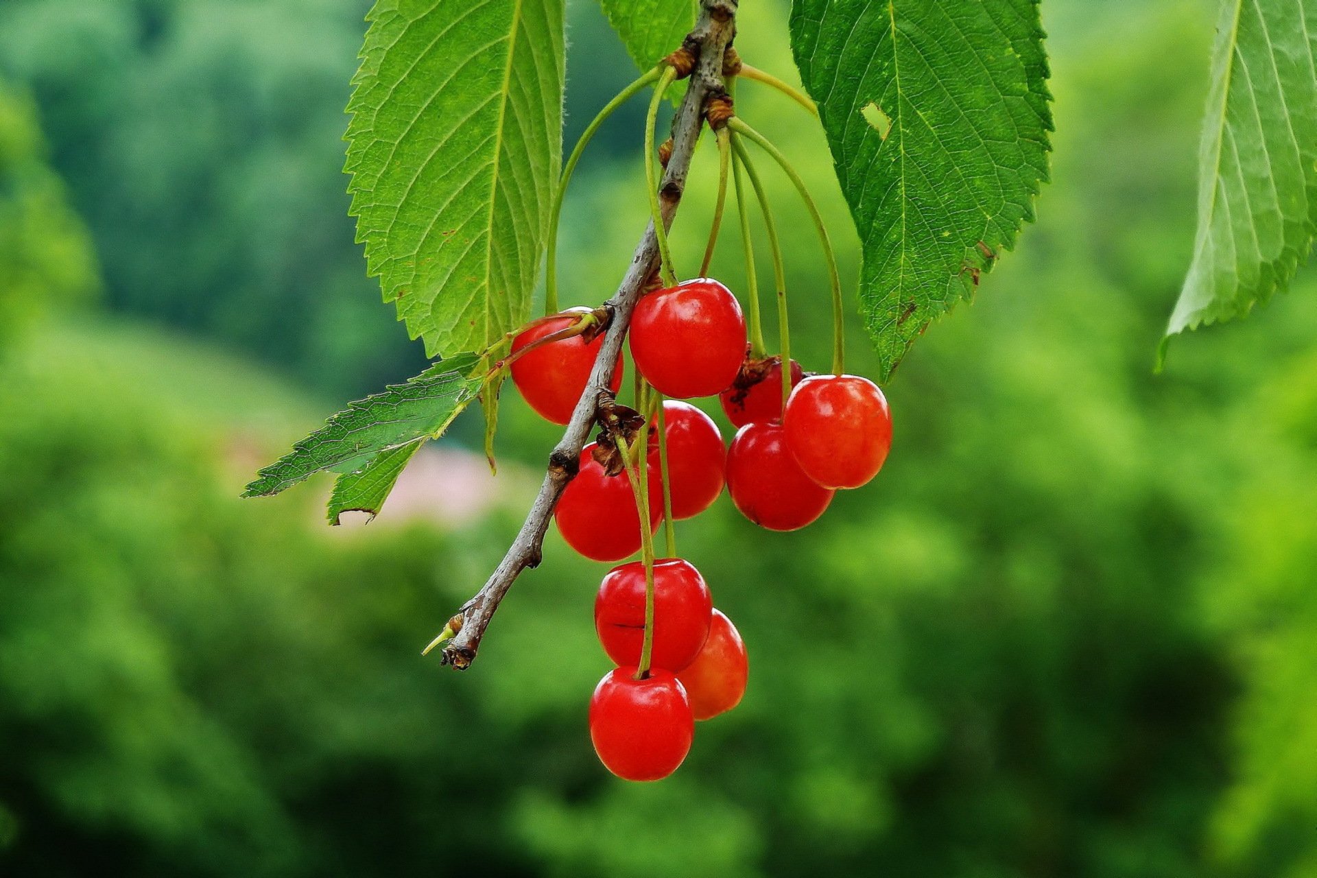 cherry branches nature