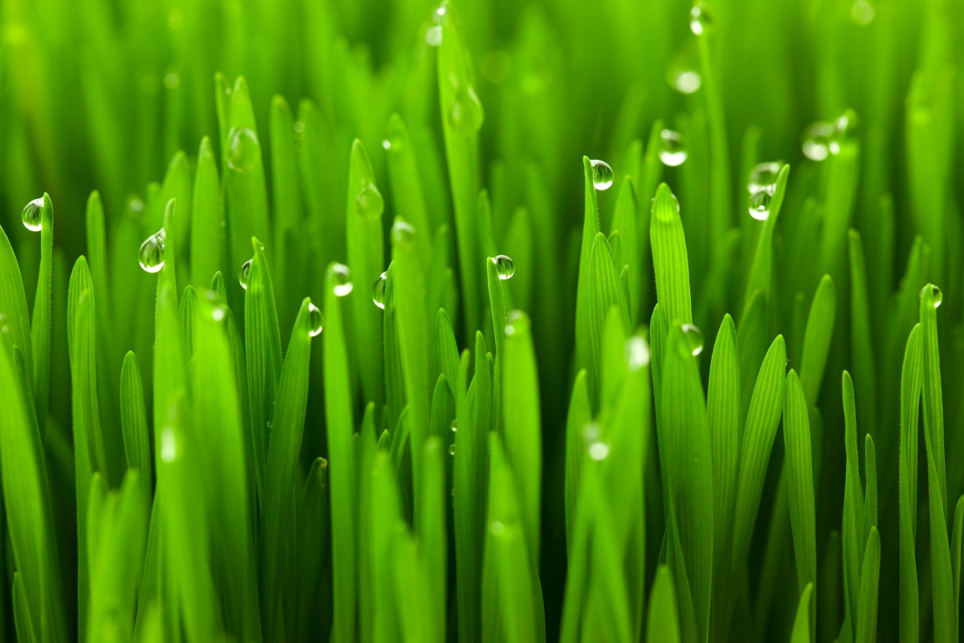 hierba macro rocío gotas agua