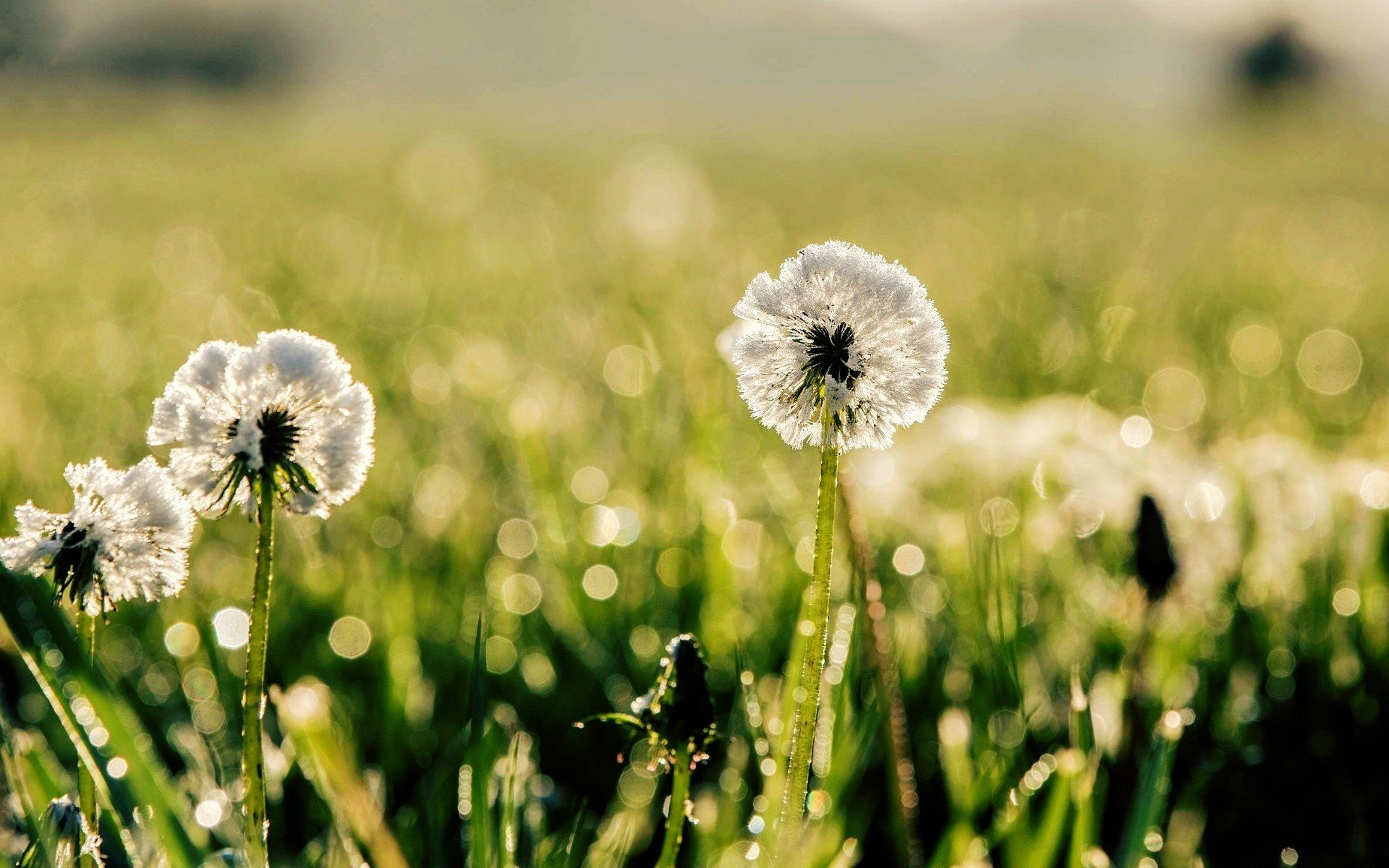 makro löwenzahn grün gras wiese natur tau bokeh unschärfe tag sonne hintergrund makro tapete widescreen vollbild widescreen widescreen