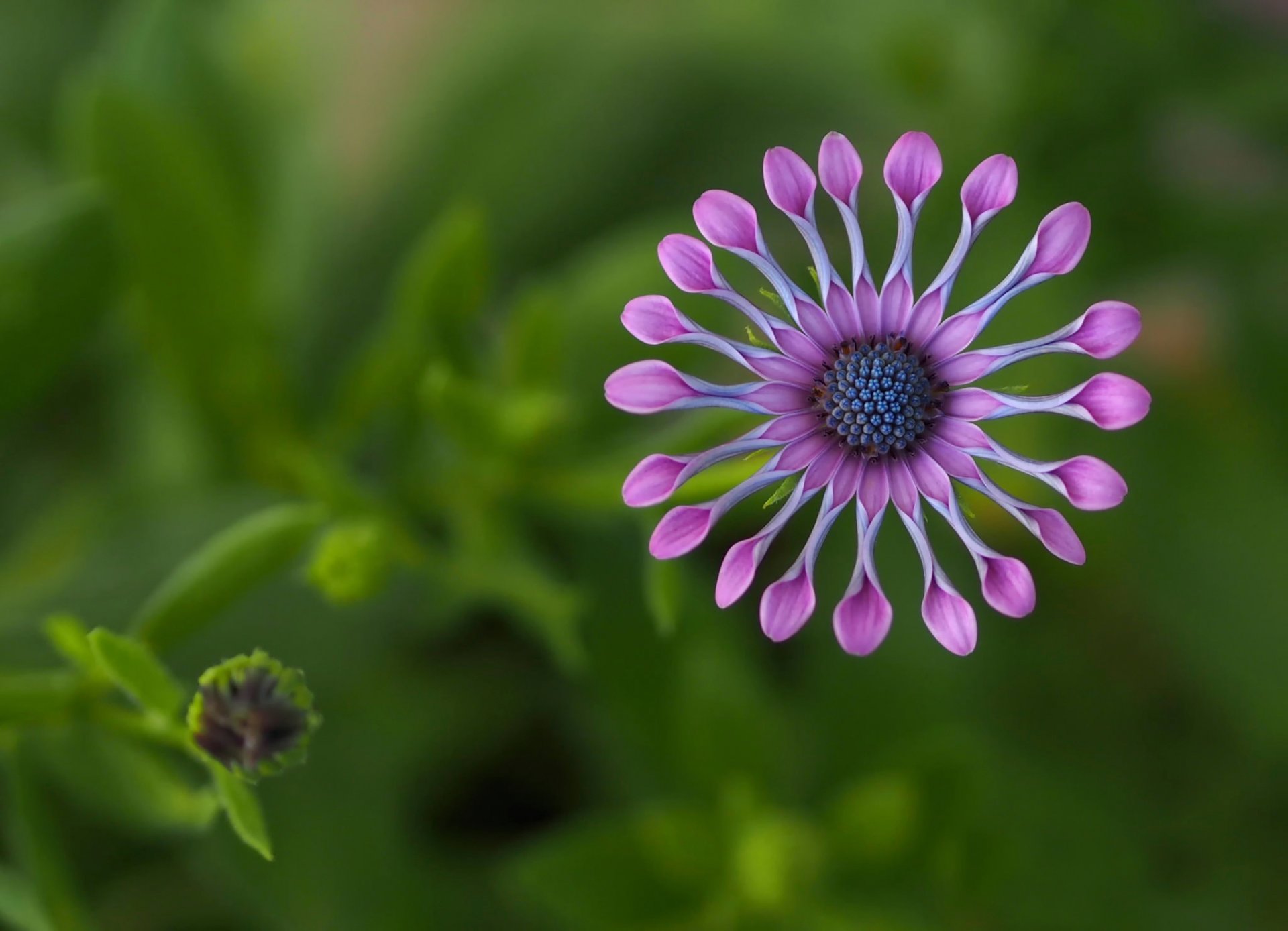 osteospurmum africa flower