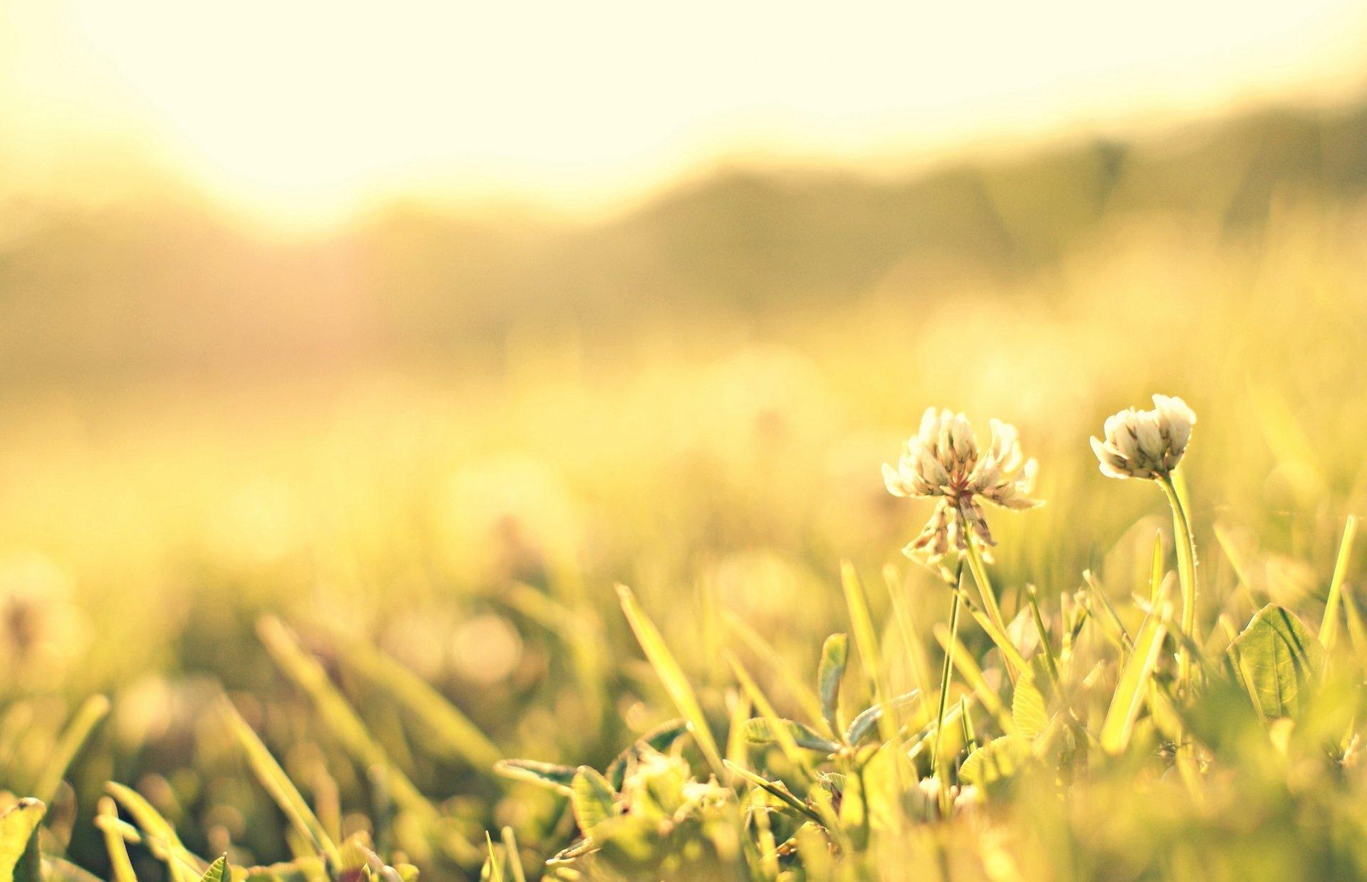 makro gras grün wiese blume blümchen sonne hintergrund blumen rosa blütenblätter tapete widescreen vollbild widescreen widescreen