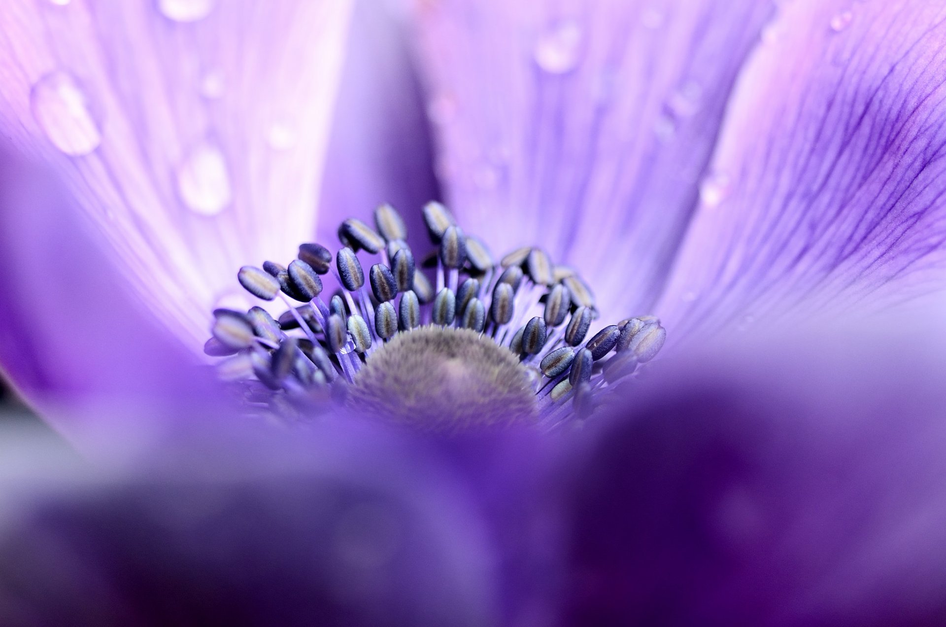 anémone fleur lilas pétales gouttelettes rosée gros plan mise au point