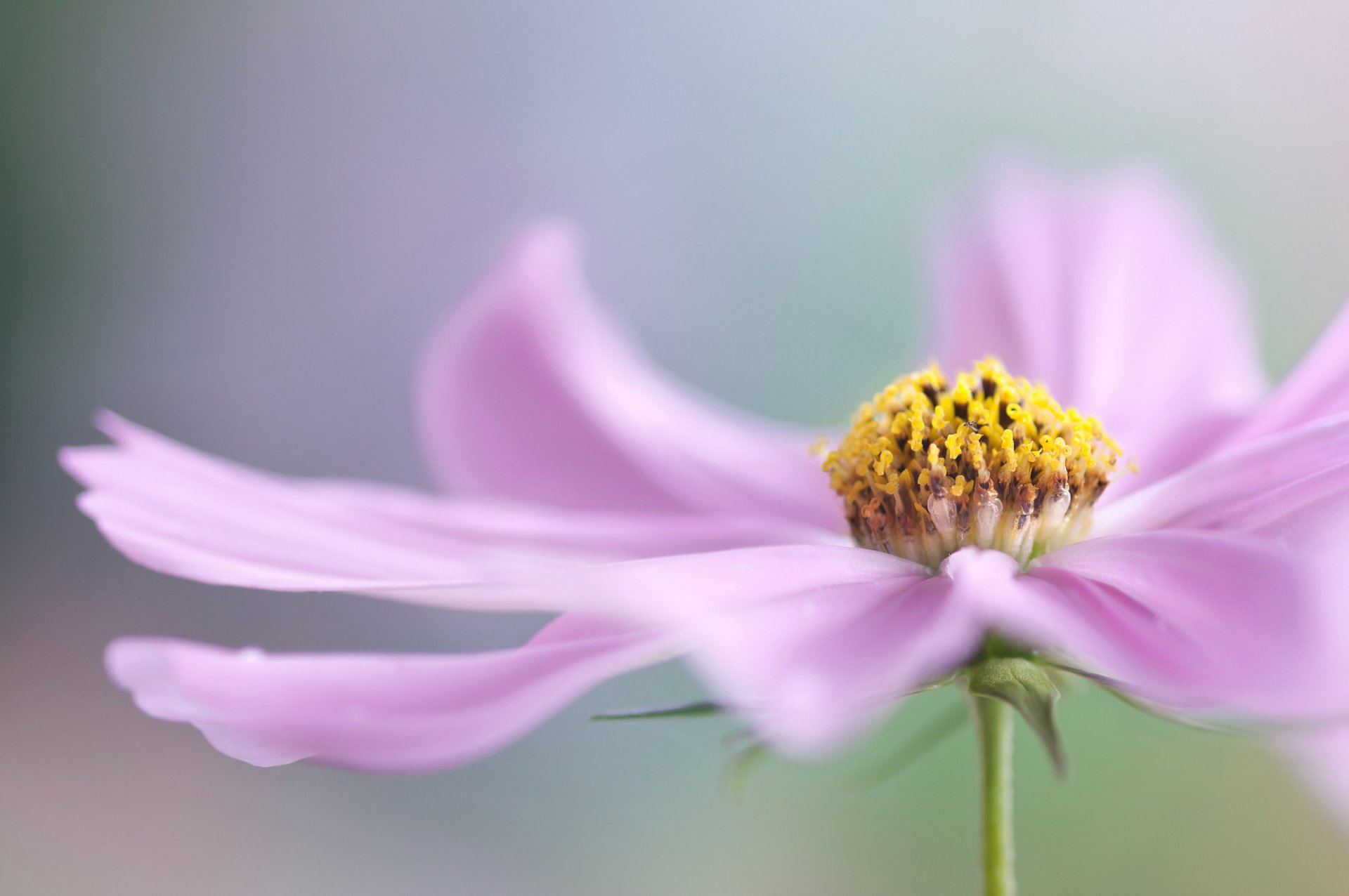 fiore rosa macro petali