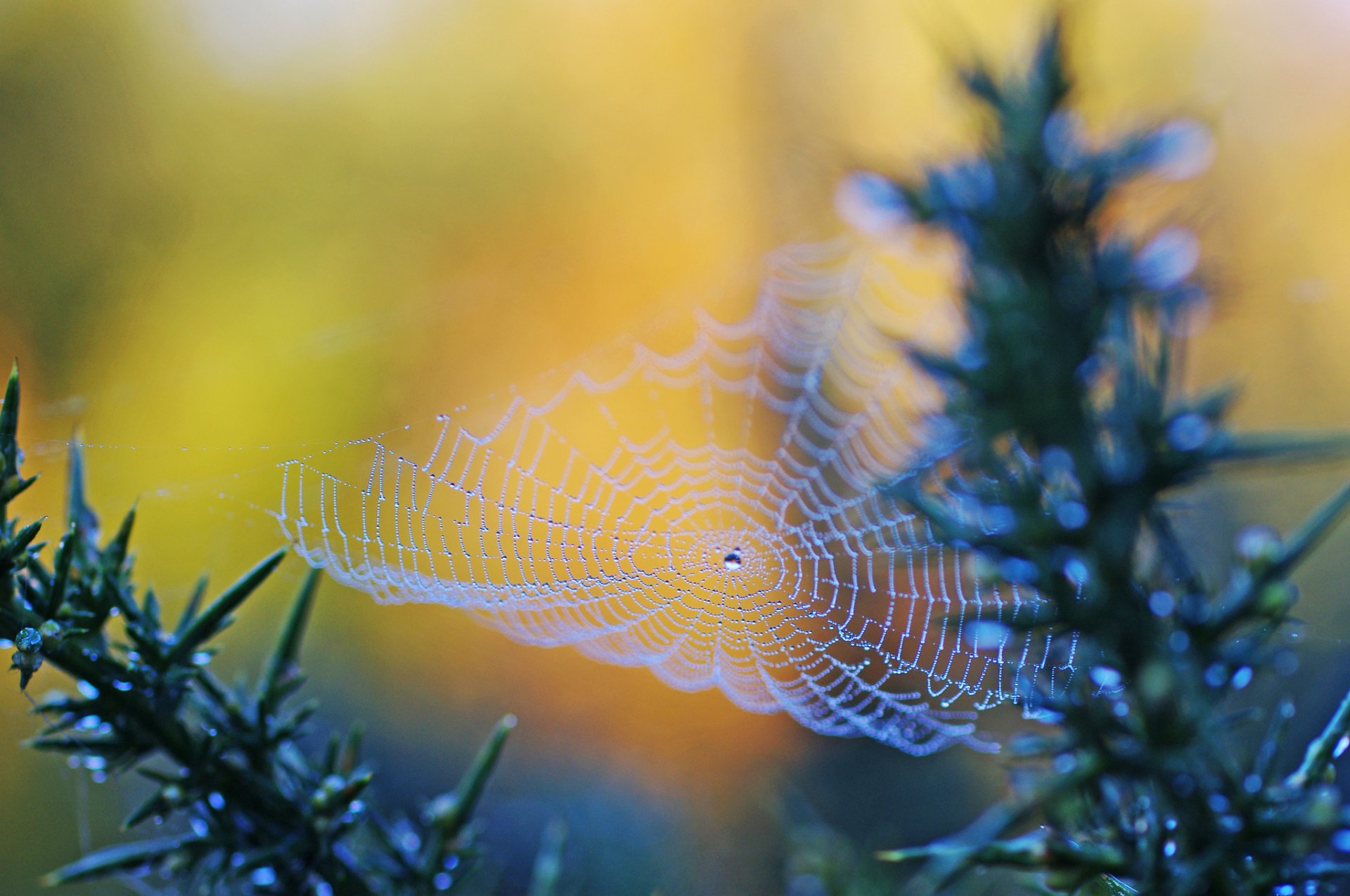 spinnennetz makro tropfen wasser tau