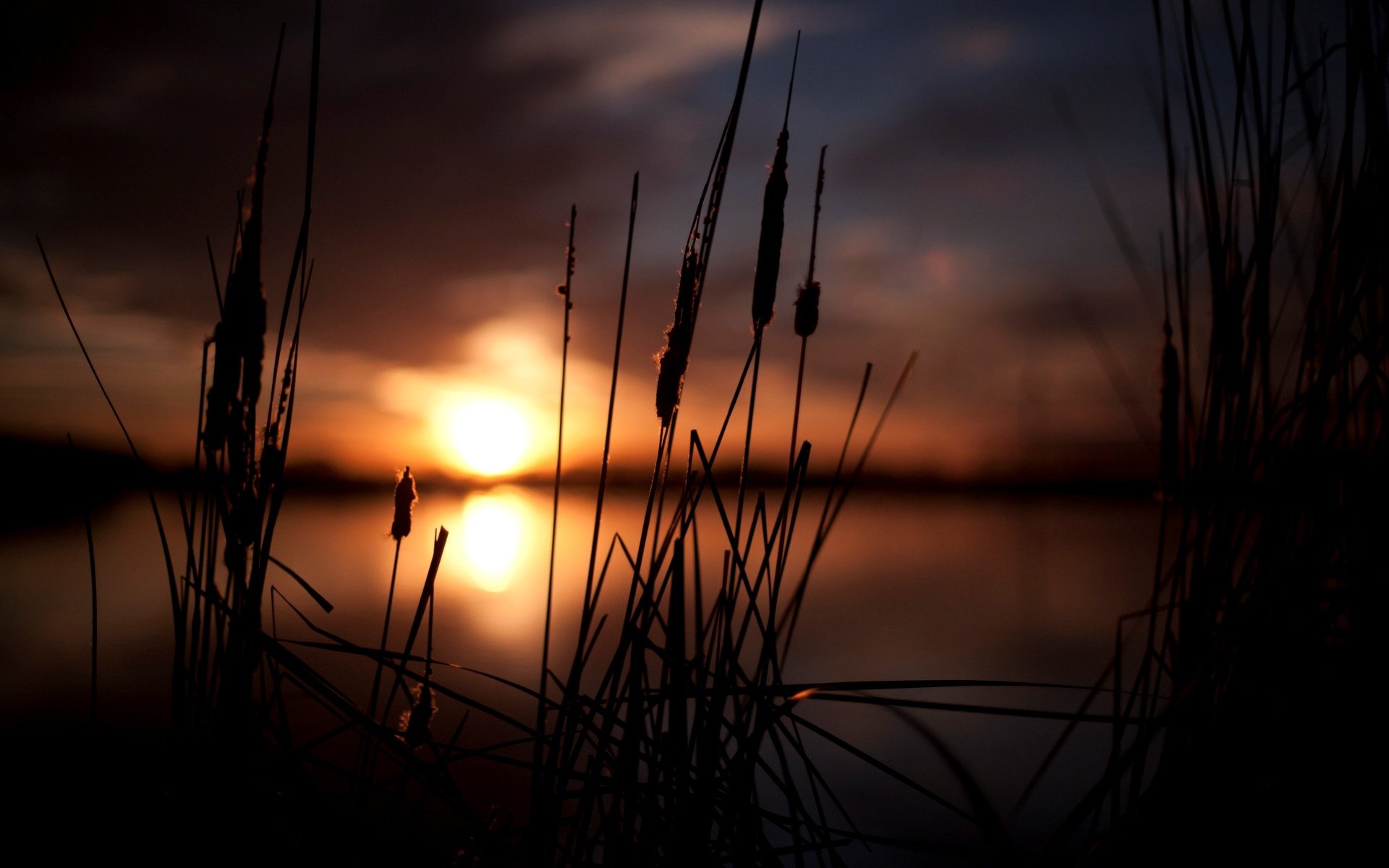 close up nature ears spikes sunset sun plant sky blur bokeh background wallpaper widescreen full screen hd wallpapers fullscreen